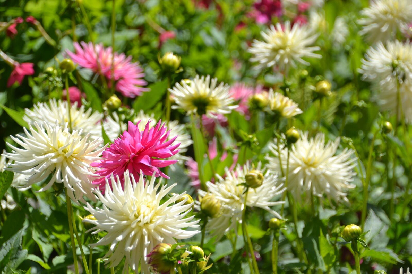 Nikon D3100 sample photo. Flowers, summer, natural photography