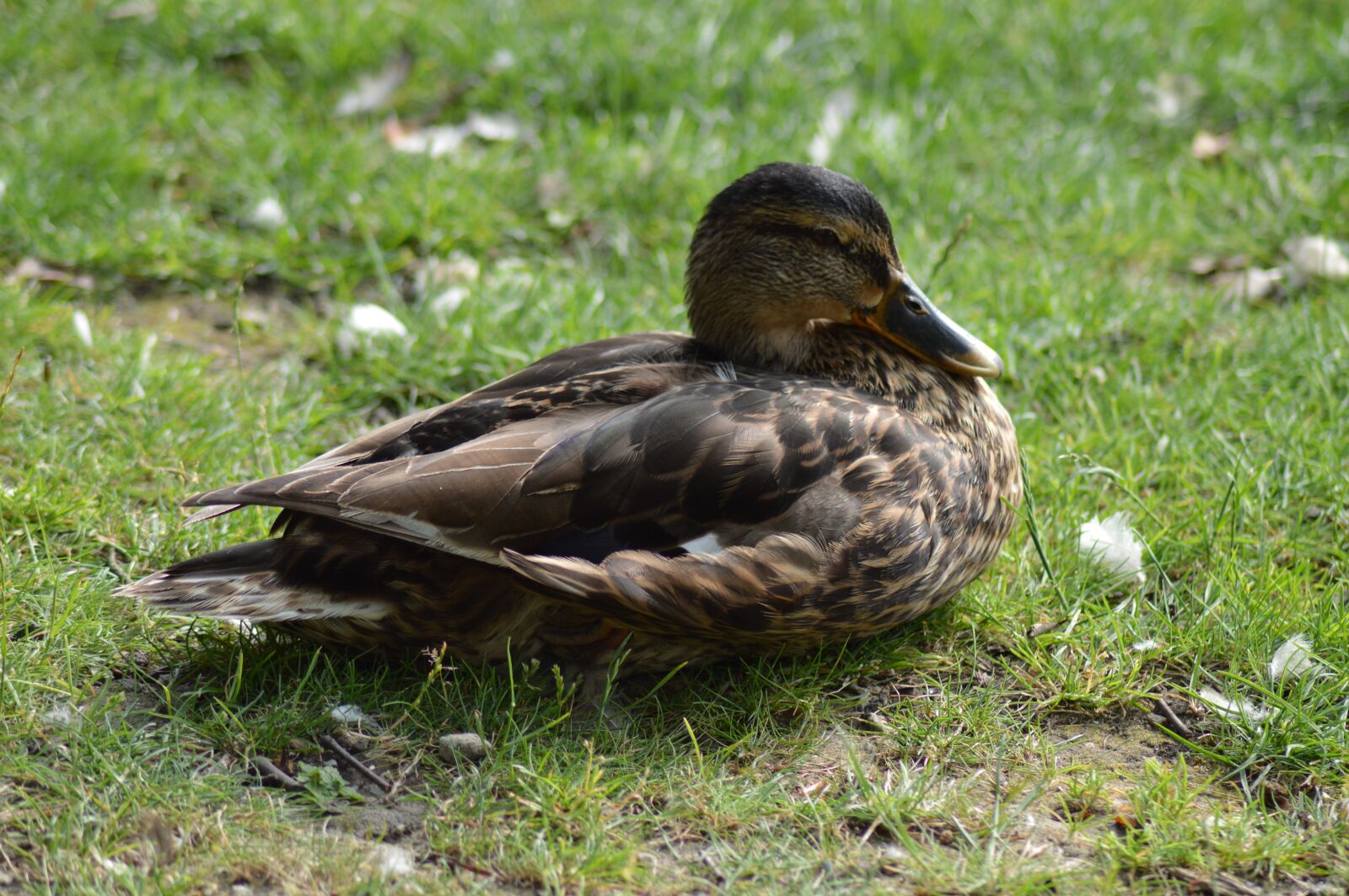 Nikon D3200 sample photo. Duck, feathers, bird photography