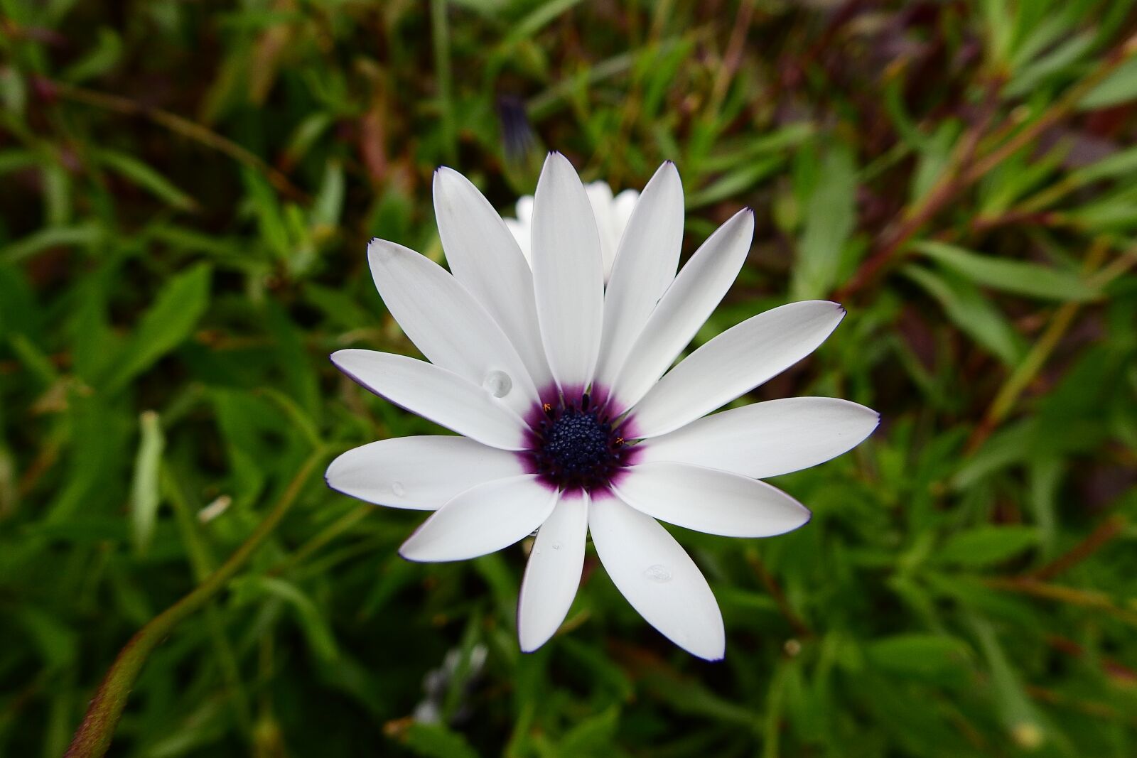 Nikon Coolpix P900 sample photo. Flower, the beauty of photography