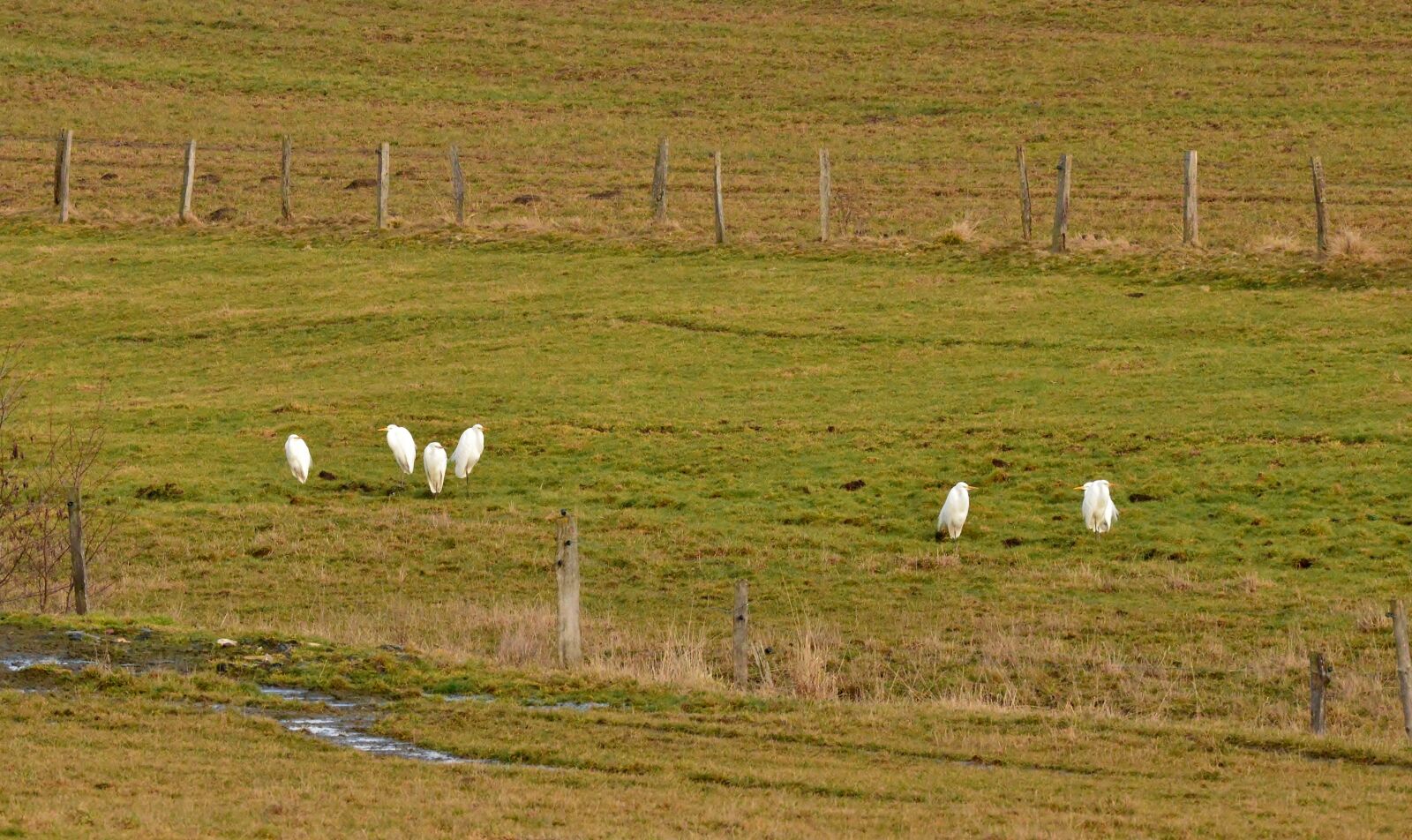 Nikon D600 sample photo. White egret, birds, landscape photography
