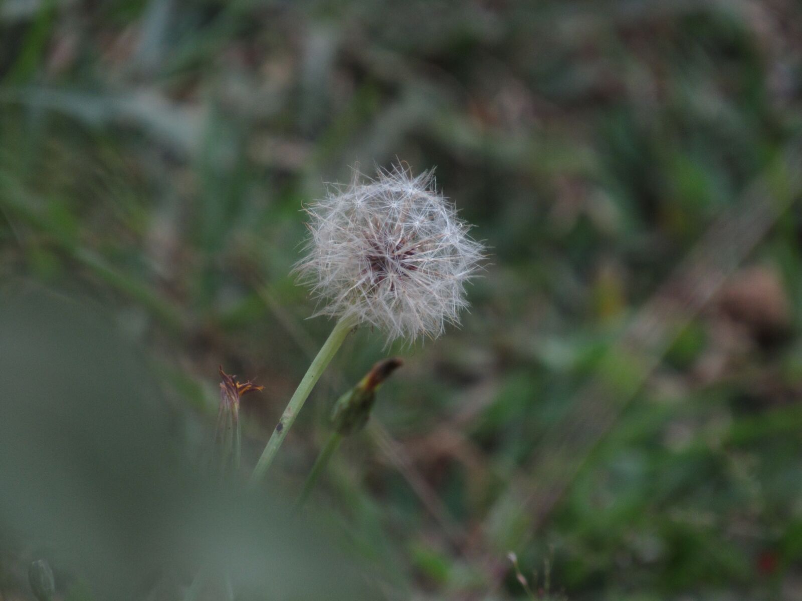 Canon PowerShot SX520 HS sample photo. Flower, dandelion, meadow photography