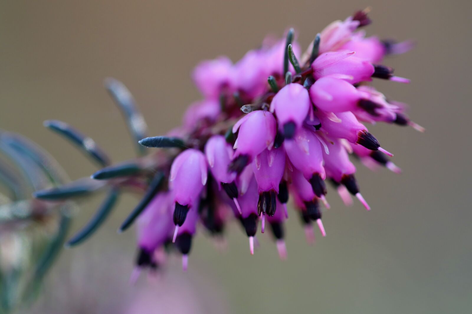 Canon EOS 800D (EOS Rebel T7i / EOS Kiss X9i) sample photo. Erika, inflorescence, erica cinerea photography