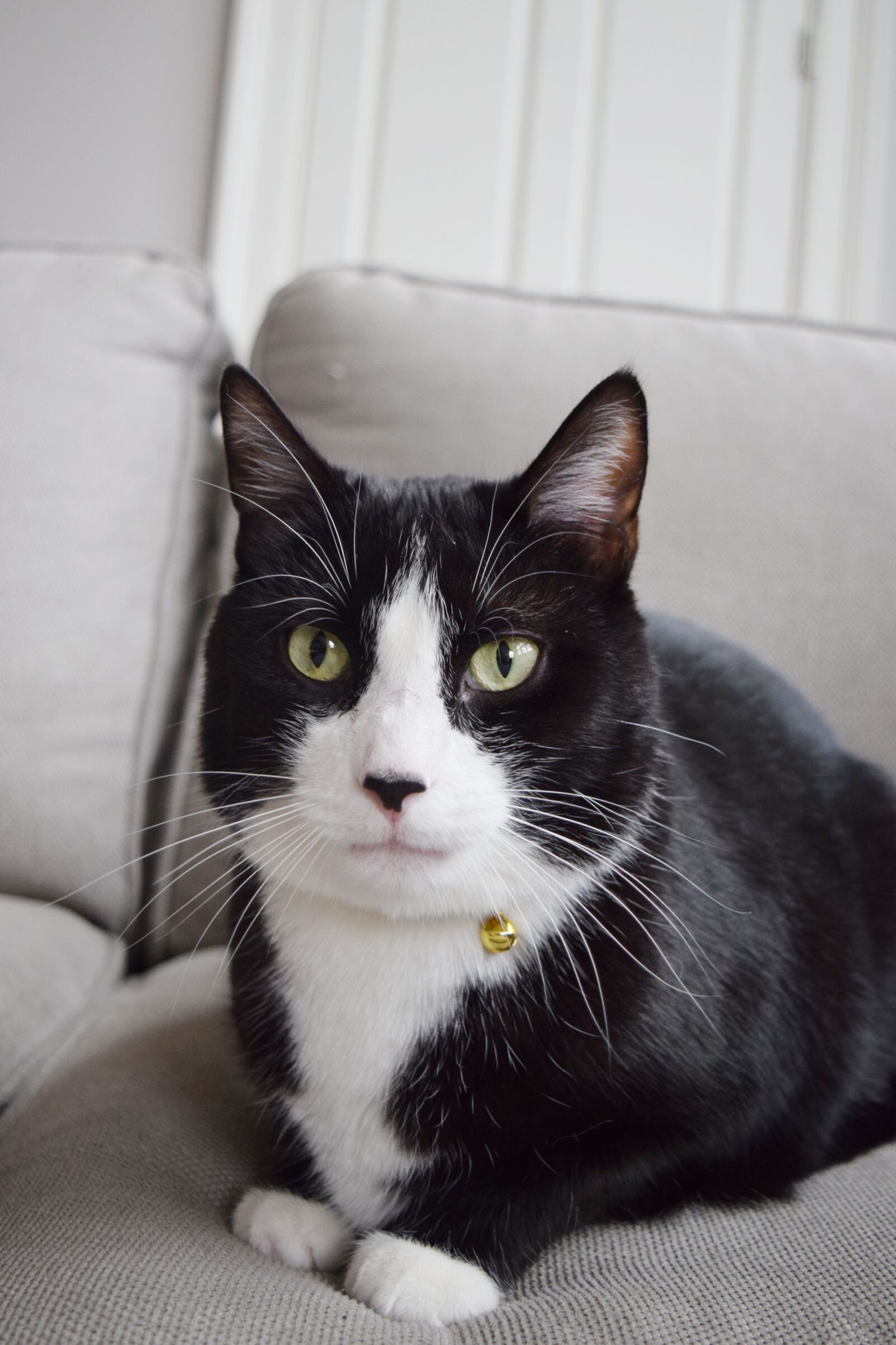 Nikon D3300 sample photo. Tom, cat, black and photography