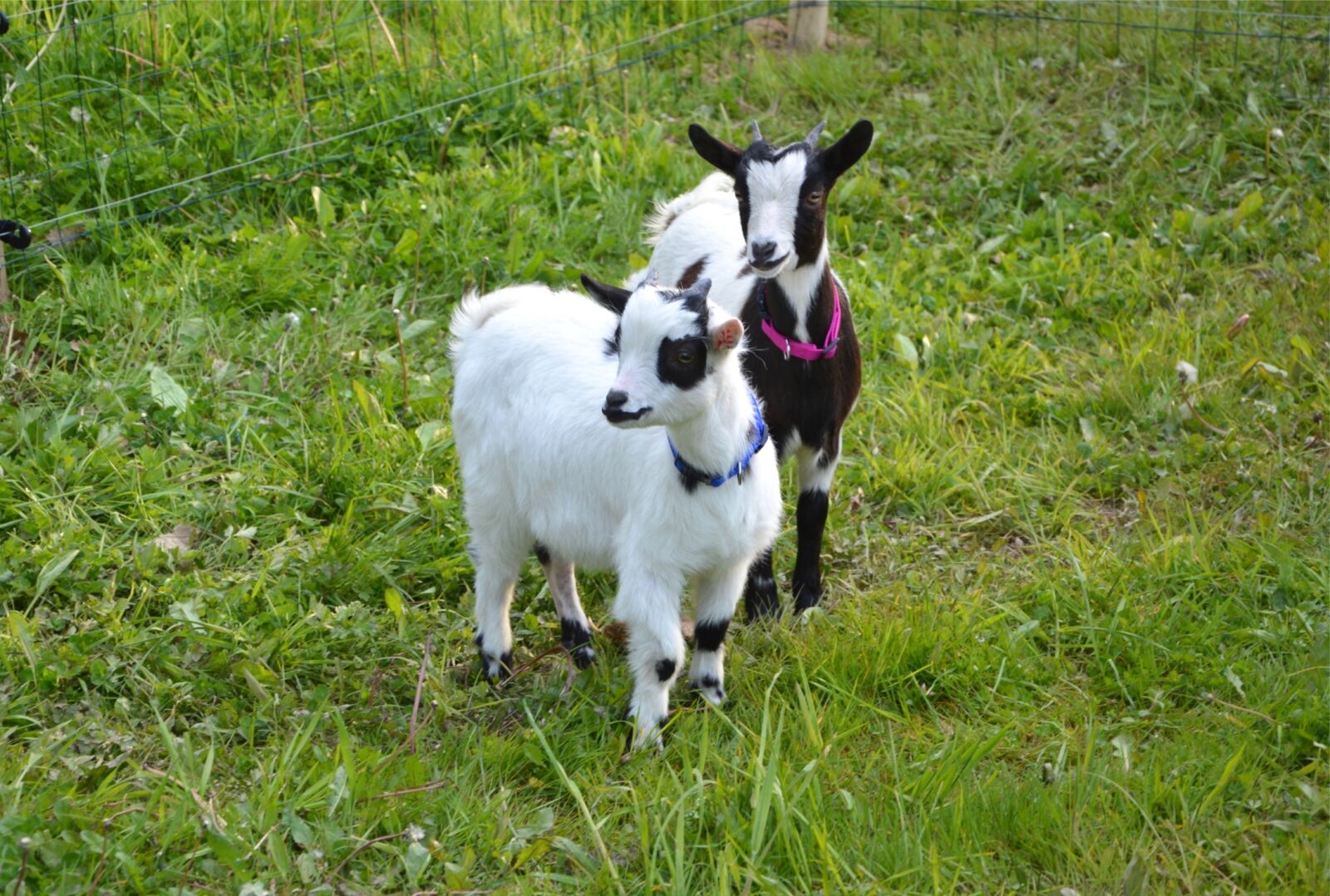 Nikon D5200 sample photo. Goat, kids, breeding photography