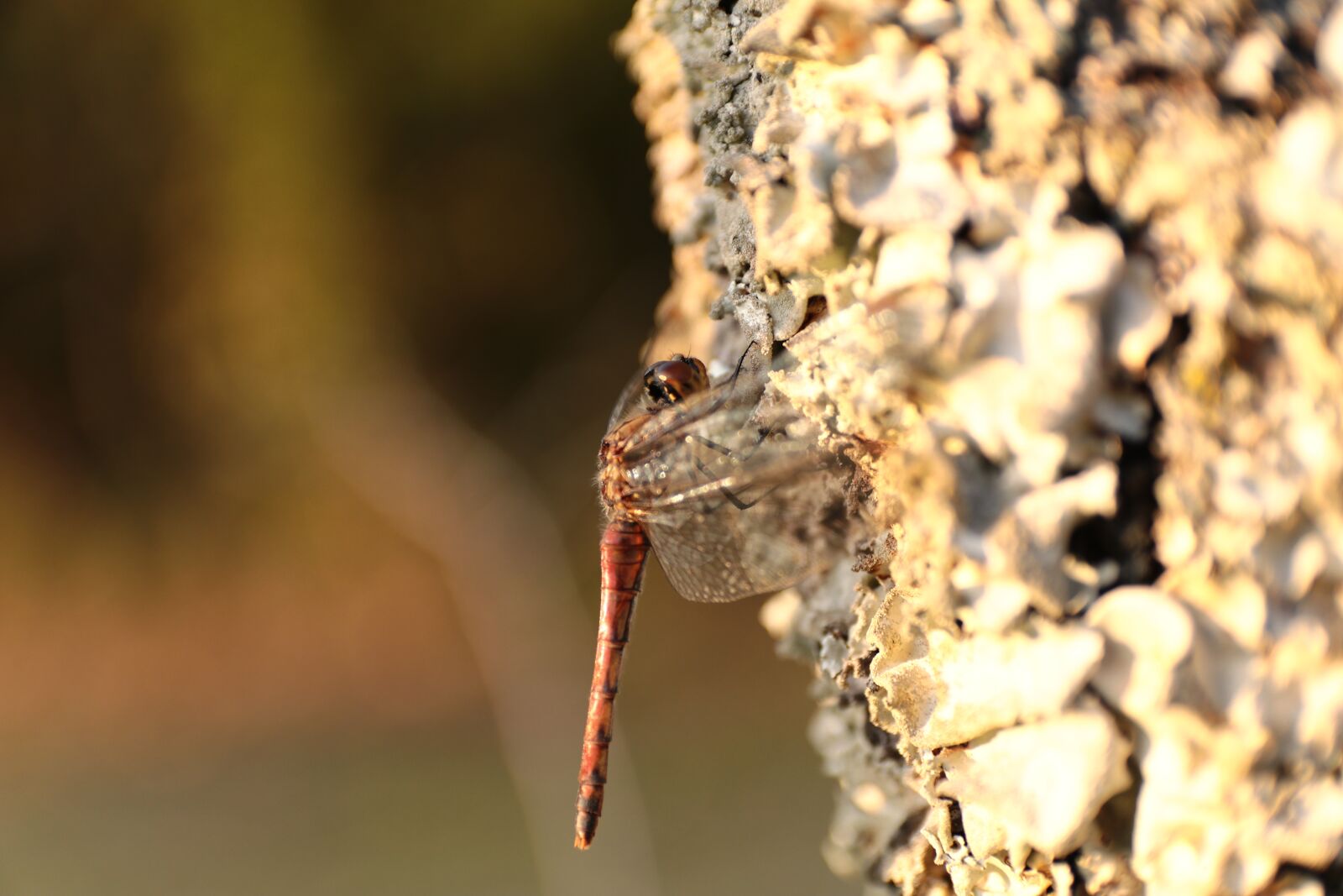 Canon EOS 80D sample photo. Dragonfly, wood, natural photography