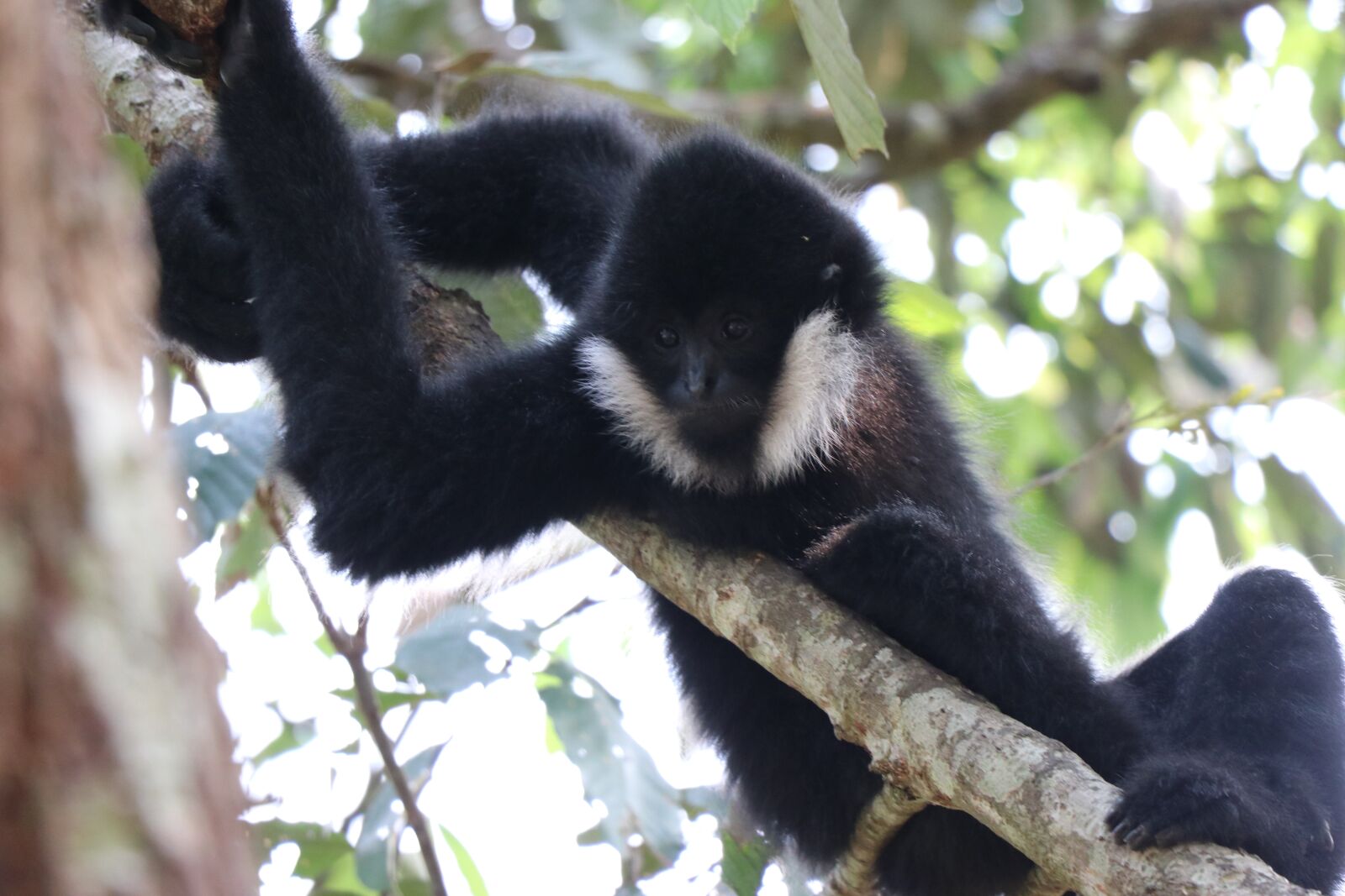 Canon EF-S 18-135mm F3.5-5.6 IS USM sample photo. Monkey, tropical, tourism photography