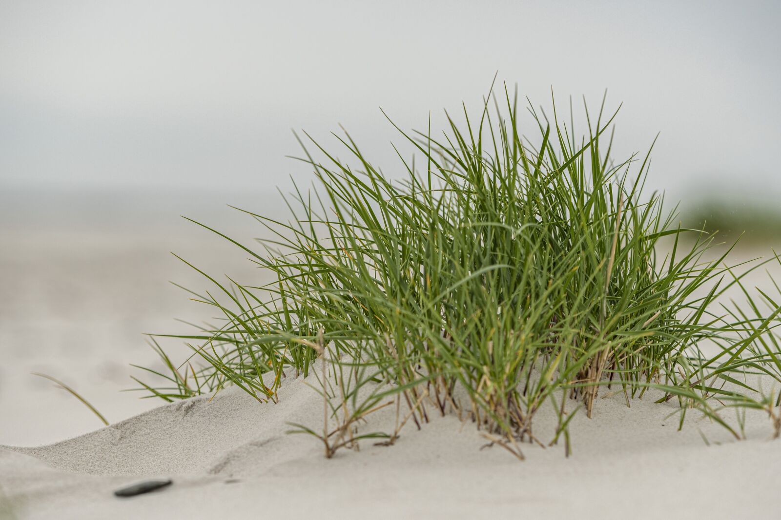 Nikon D500 sample photo. Beach, baltic sea, coast photography