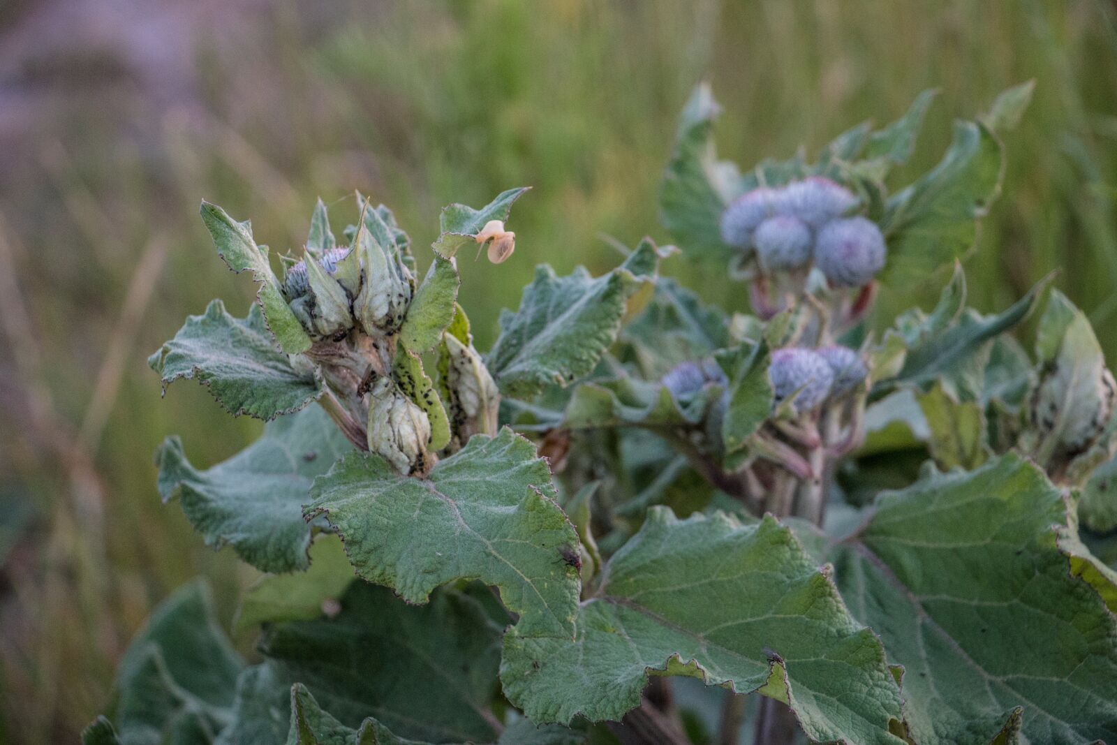 Canon EOS 70D sample photo. Plant, bush, leaves photography