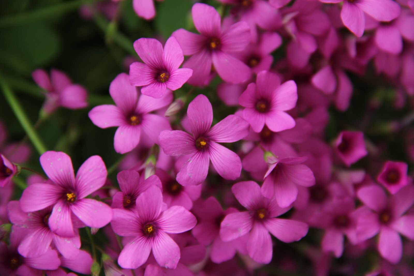 Canon EOS 60D sample photo. Flower, nature, flora photography