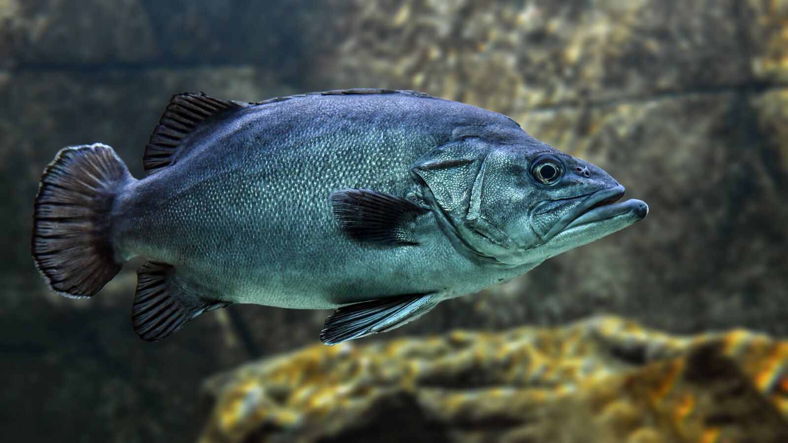 Nikon D500 sample photo. Fish, swim, water photography