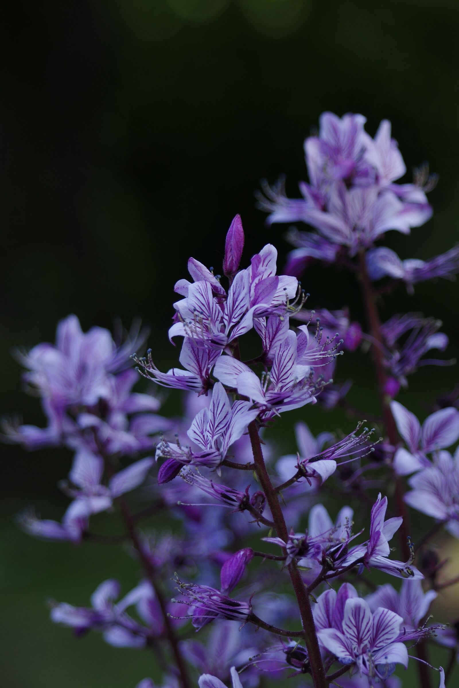 Pentax K-5 sample photo. Flowers, garden, summer photography