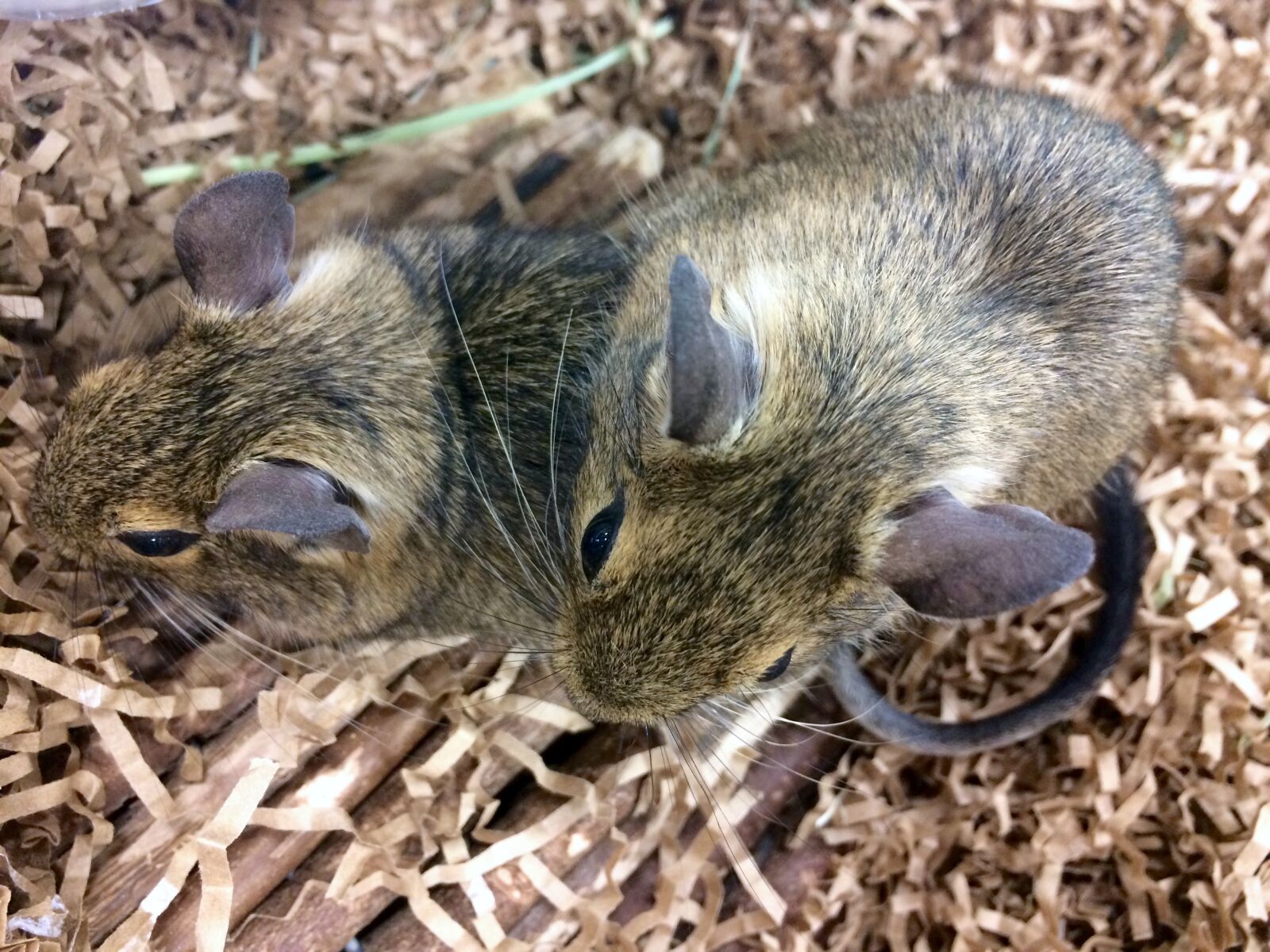 iPhone 5s back camera 4.15mm f/2.2 sample photo. Rat, animal, pet photography