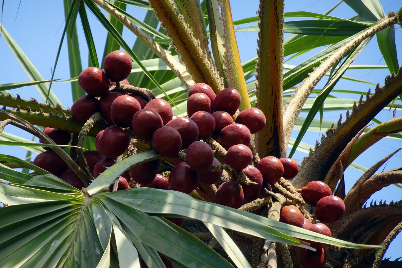 Sony Cyber-shot DSC-HX90V sample photo. Palm, fruit, hokka tree photography