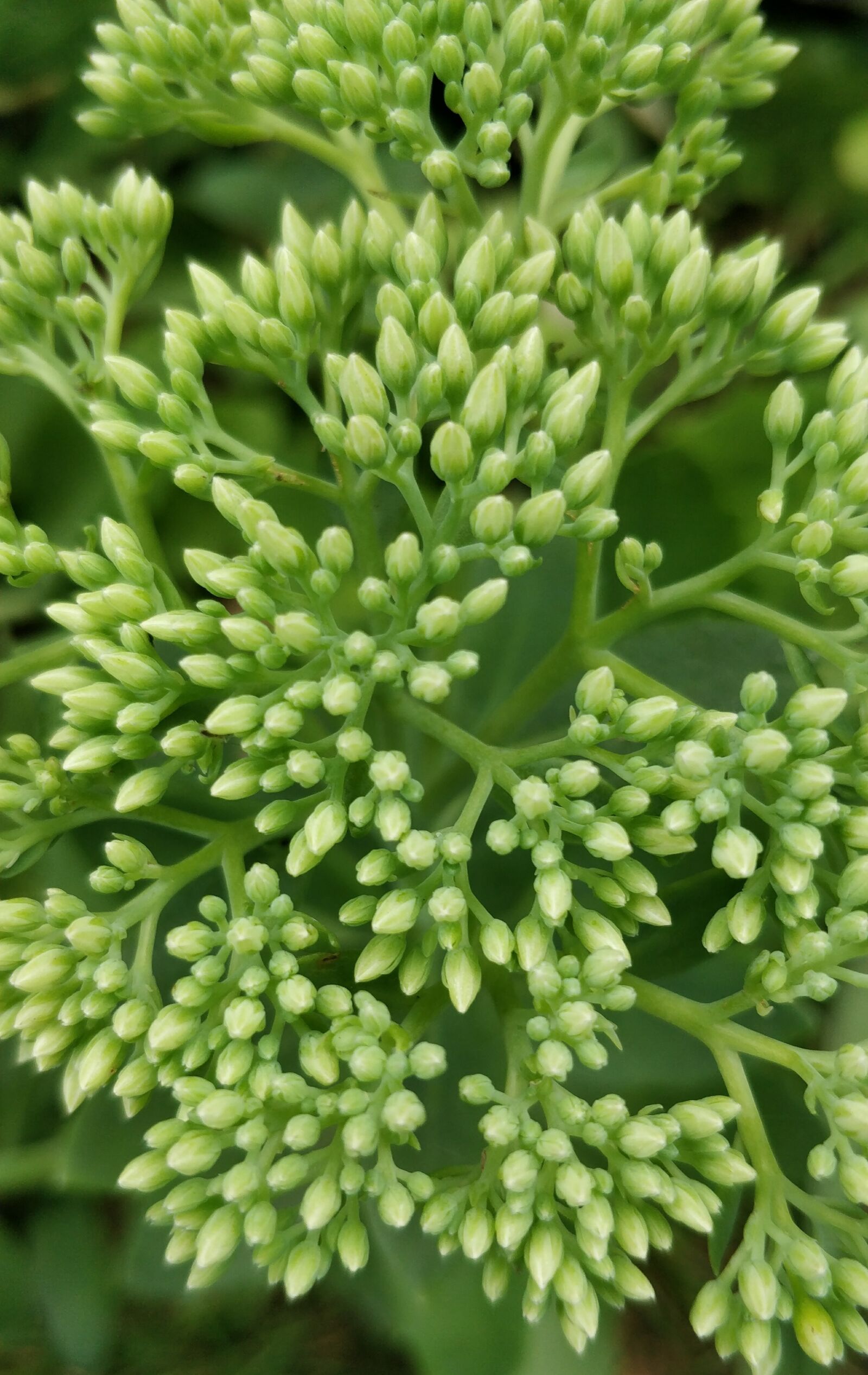 OnePlus 5 sample photo. Blossoms, tiny, green photography