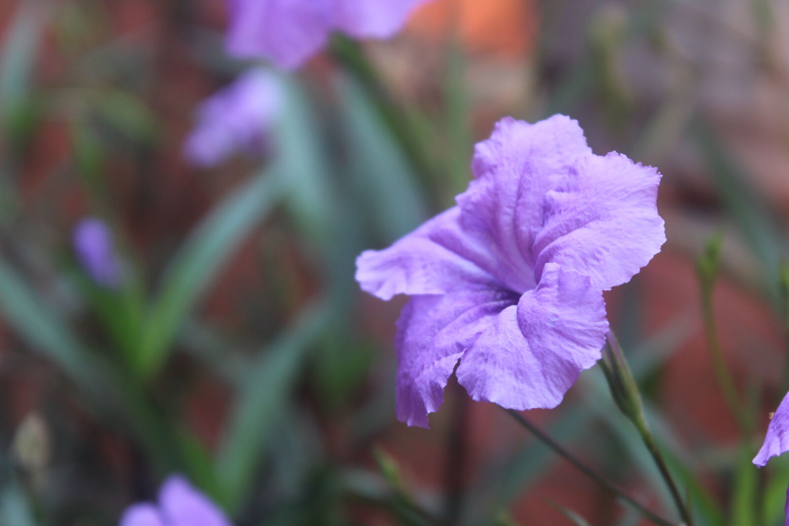 Canon EOS 1200D (EOS Rebel T5 / EOS Kiss X70 / EOS Hi) sample photo. Flower, purple, flowers photography