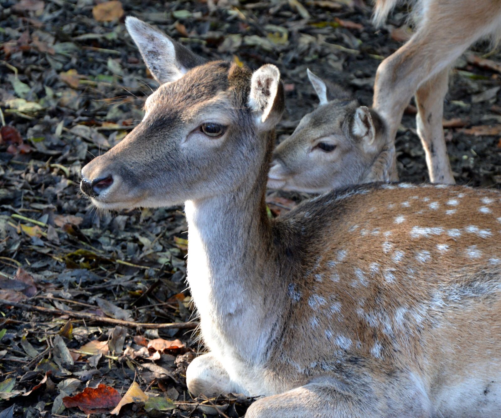 Nikon D5200 sample photo. Animal, roe deer, lying photography