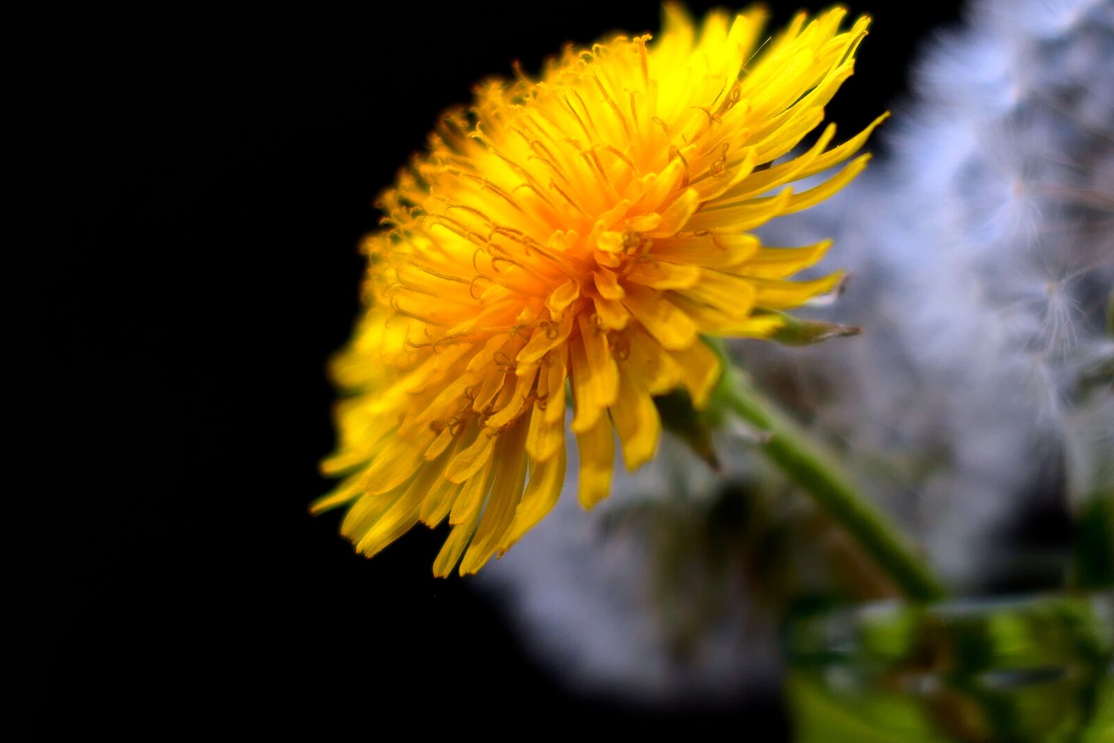 Panasonic Lumix DMC-LX10 (Lumix DMC-LX15) sample photo. Nature, flower, plant photography