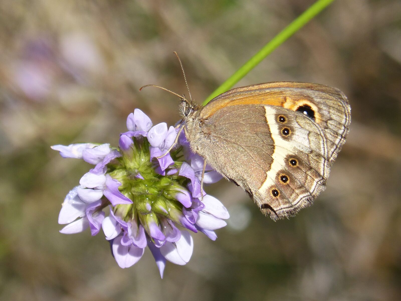Panasonic DMC-FZ62 sample photo. Butterfly, lobito list, wild photography