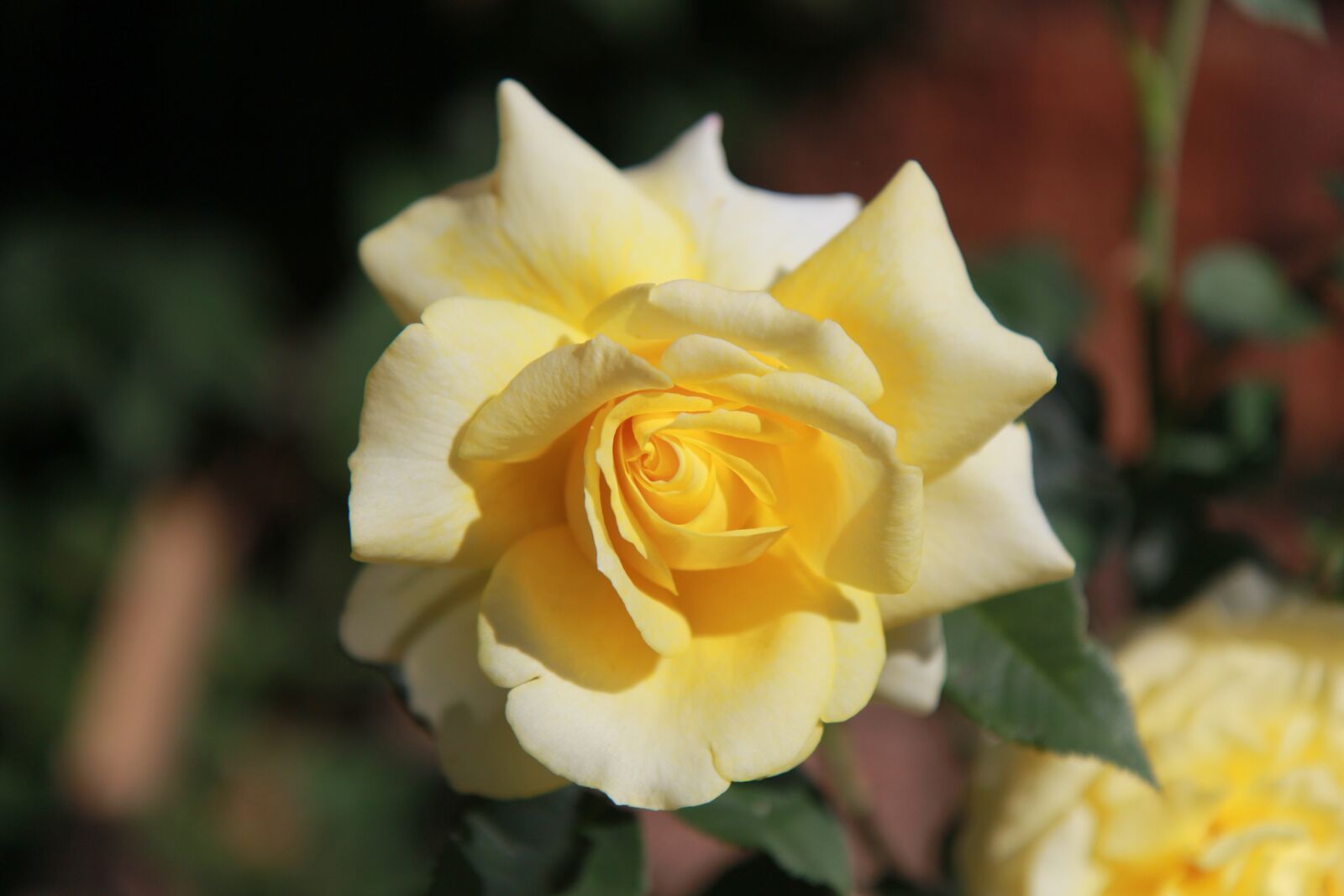 Canon EOS 60D sample photo. Rose, garden, flowers photography