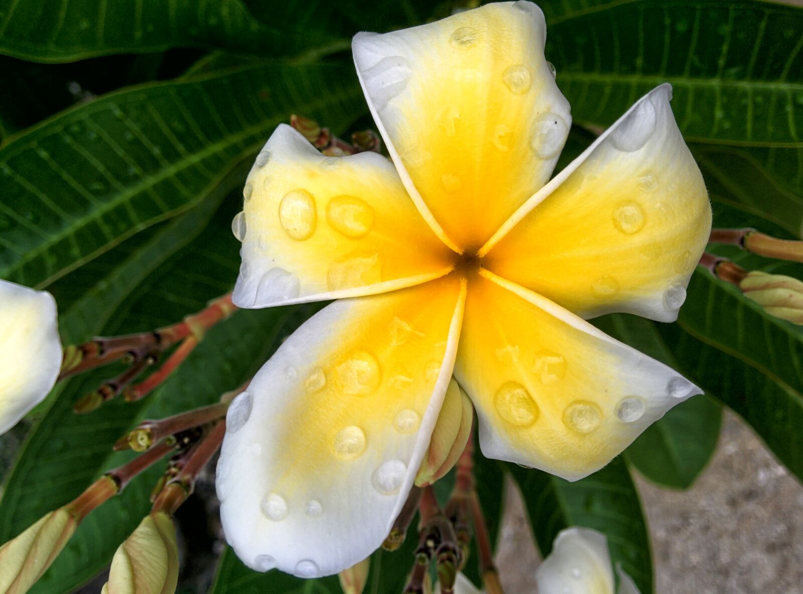LG Nexus 5 sample photo. Flower, petals, white flower photography