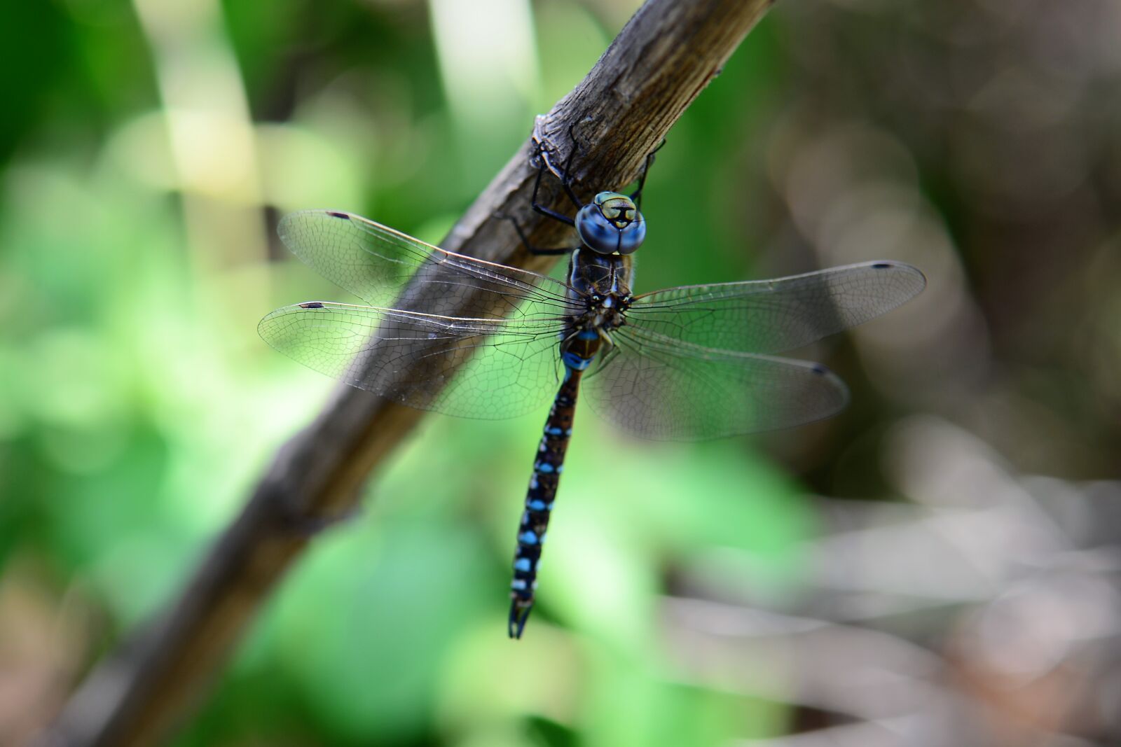 Nikon D610 sample photo. Dragonfly, insect, nature photography