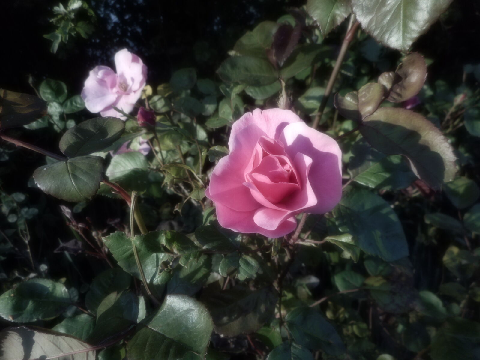 Nikon Coolpix S3700 sample photo. Wild, rose, in, the photography