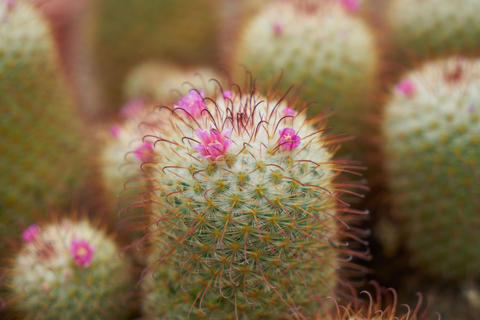 Sony a7R II sample photo. Cactus, plant, nature photography