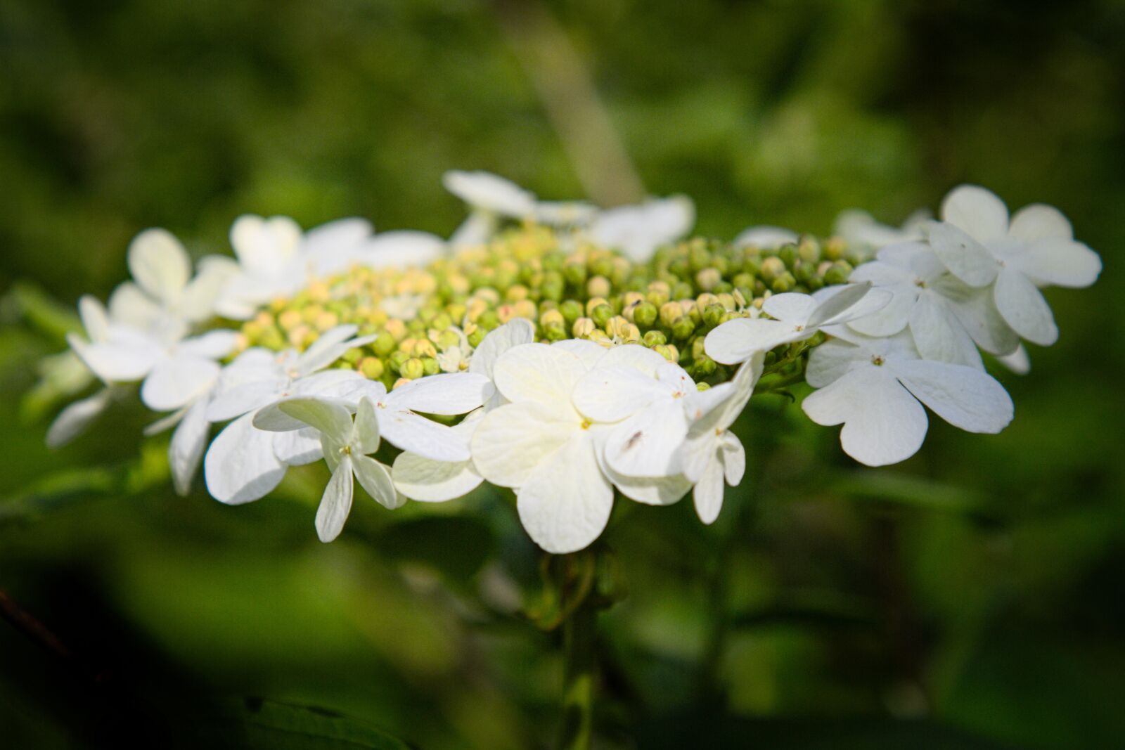 Canon EOS 7D sample photo. Nature, summer, bloom photography