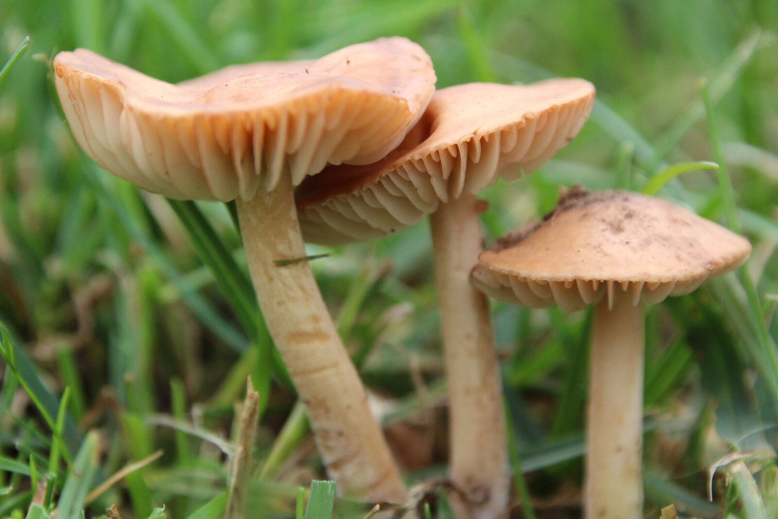 Canon EOS 1200D (EOS Rebel T5 / EOS Kiss X70 / EOS Hi) sample photo. Mushrooms, rush, lamellar photography