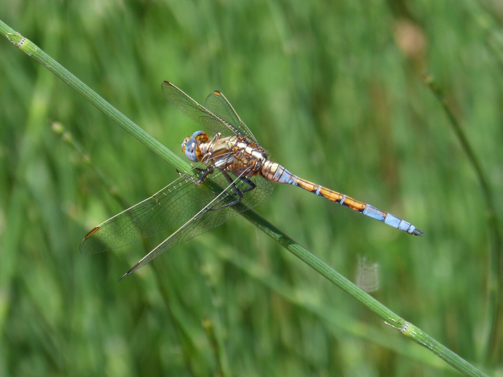 Panasonic DMC-FZ62 sample photo. Dragonfly, blue and yellow photography