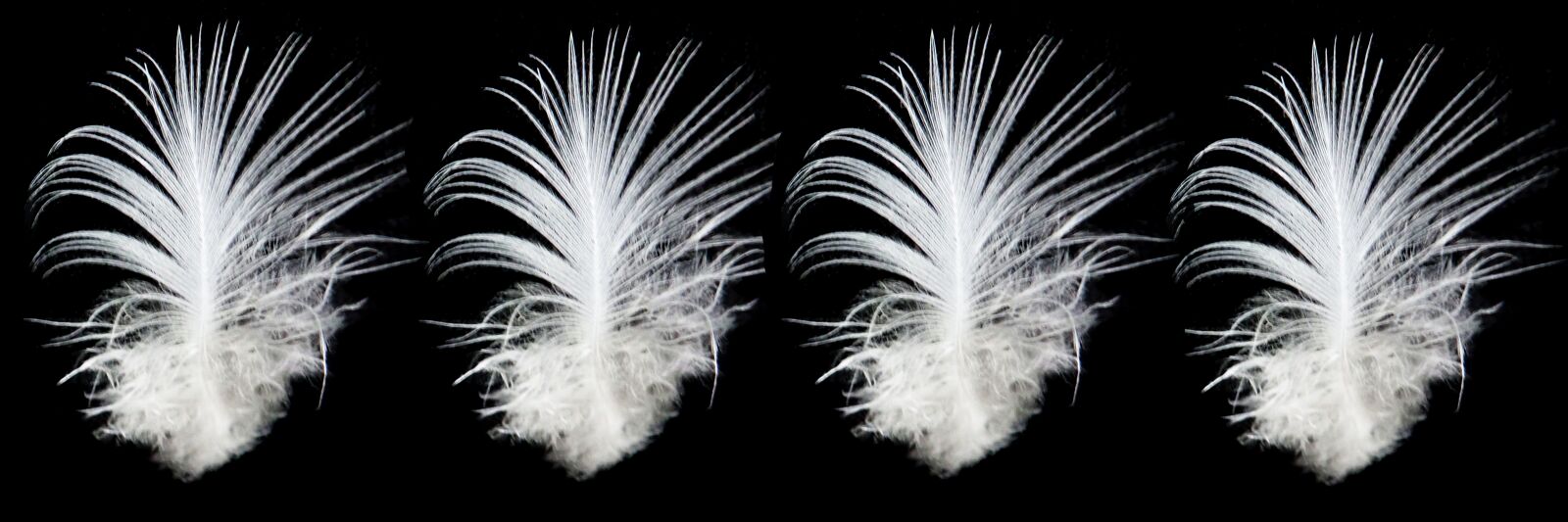 Olympus TG-5 sample photo. Feathers, white, bird photography