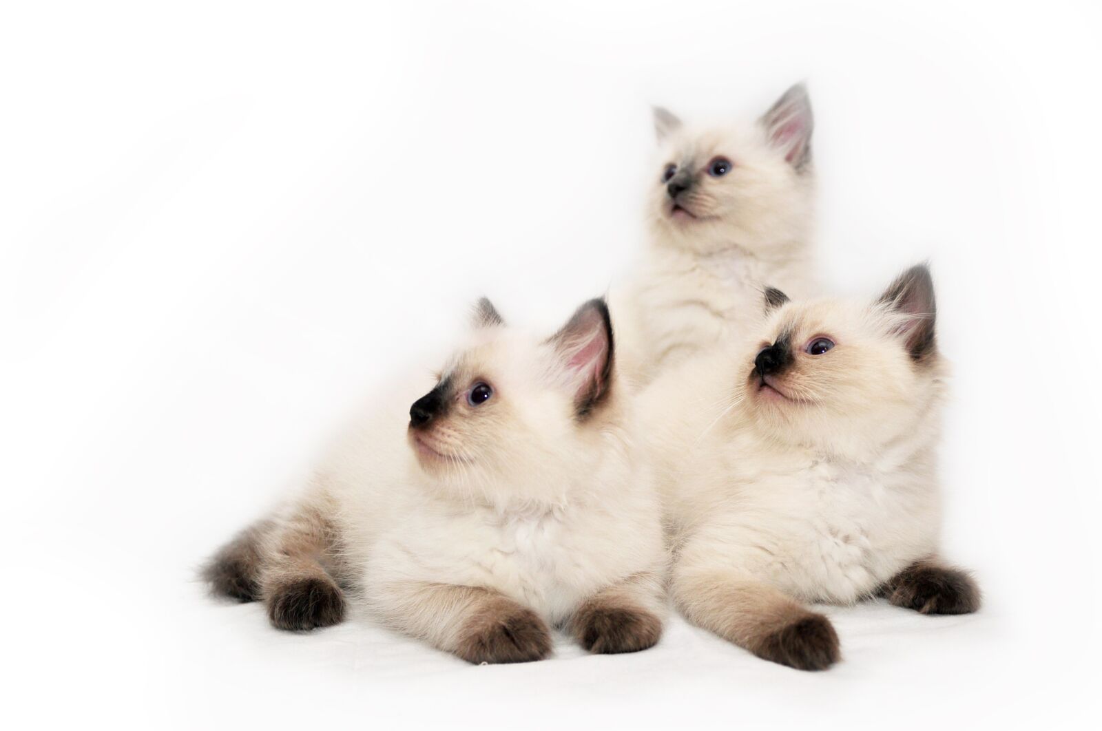 Nikon D90 sample photo. Cats, kitten, cat photography
