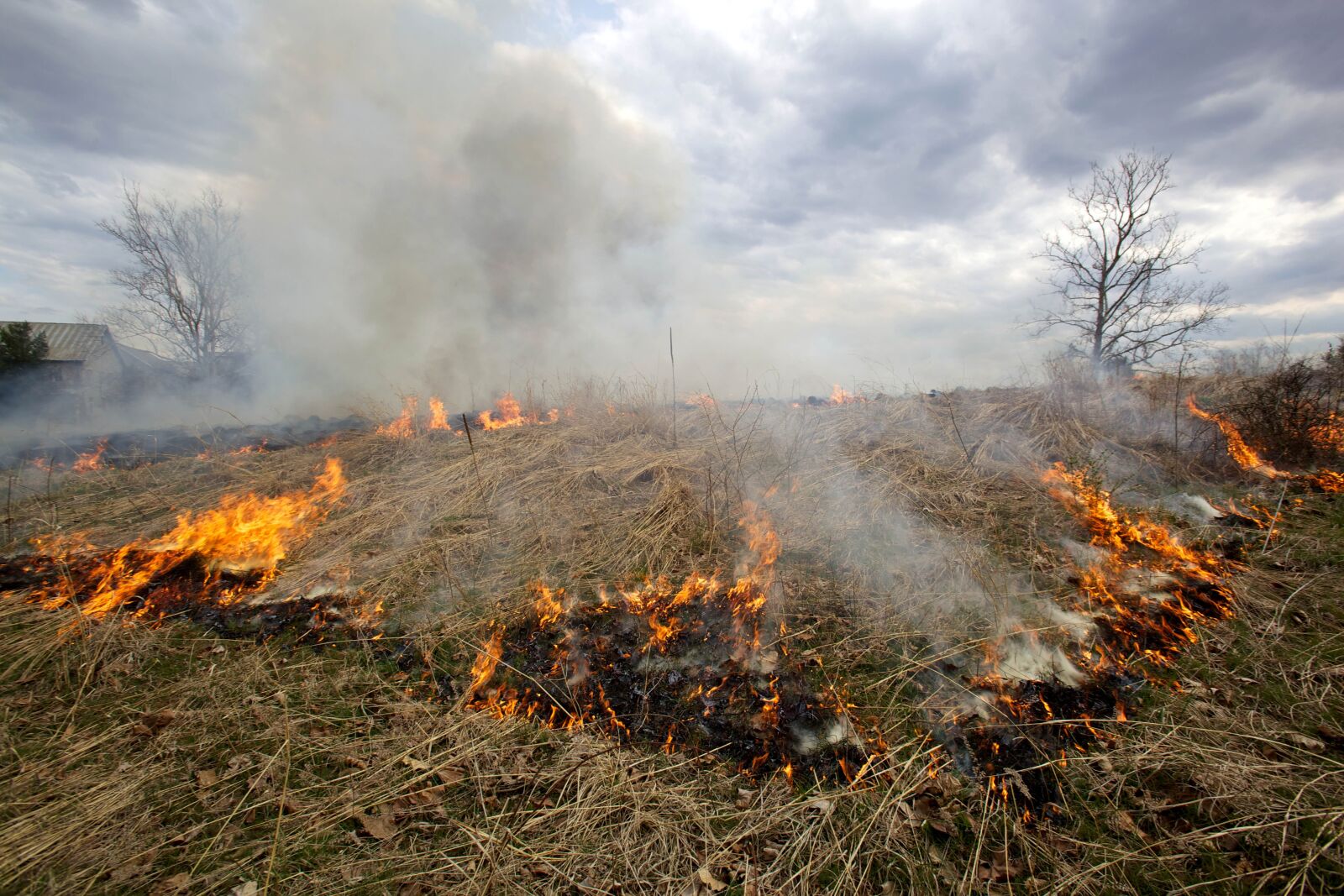 Canon EOS 5D Mark II sample photo. Prescribed, fire, nature, grass photography