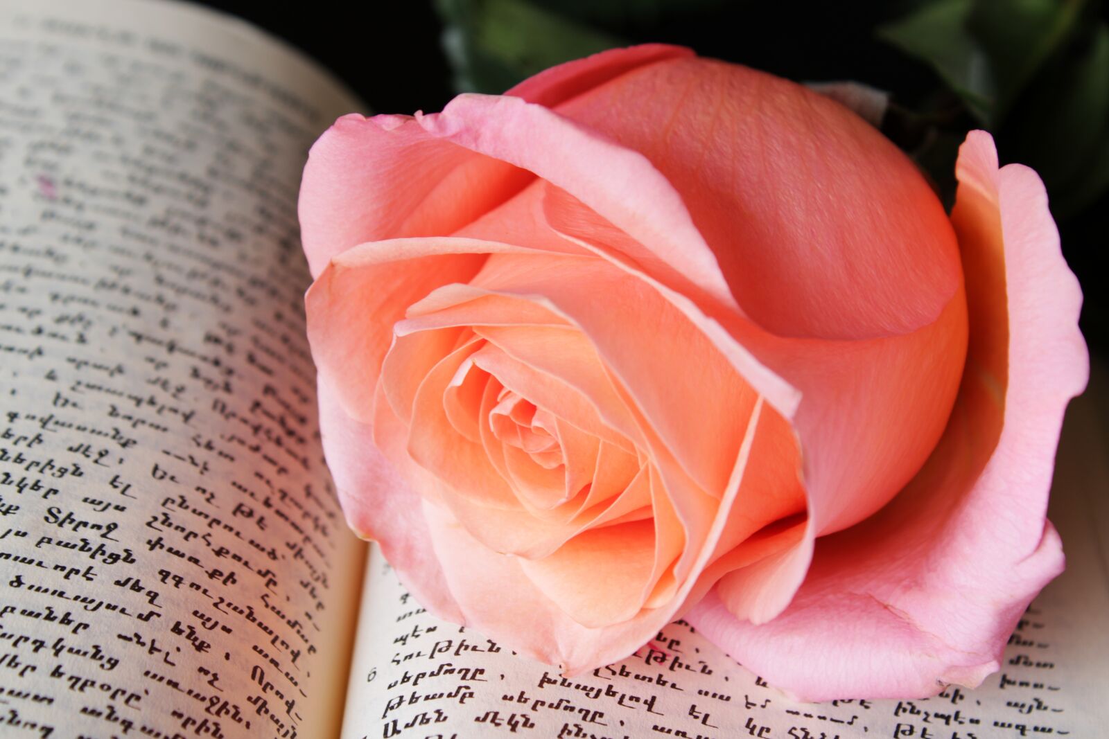 Canon EOS 2000D (EOS Rebel T7 / EOS Kiss X90 / EOS 1500D) sample photo. Pink rose, book, background photography