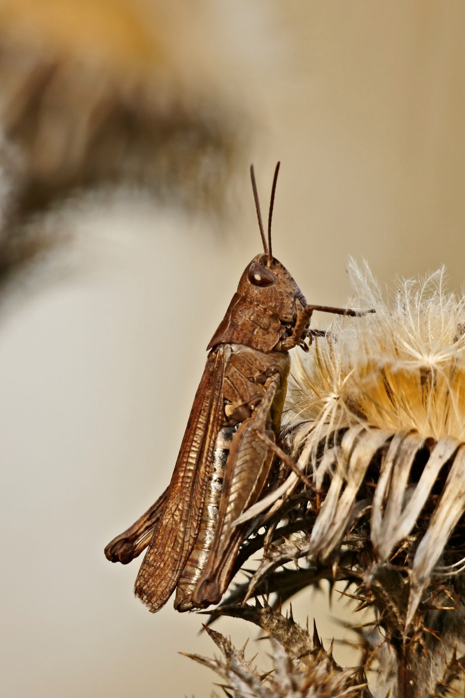 Panasonic Lumix DMC-FZ1000 sample photo. Grasshopper, grass, close up photography