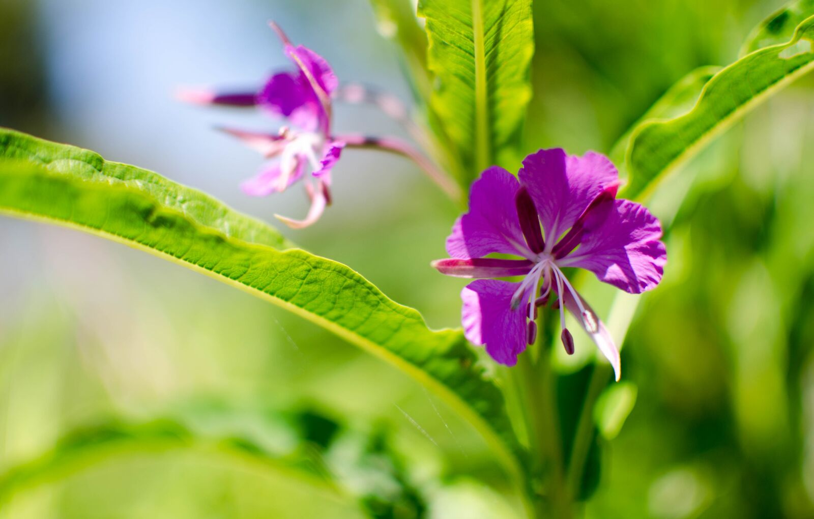 Nikon D5100 sample photo. Chamaenerion angustifolium, nature, flower photography