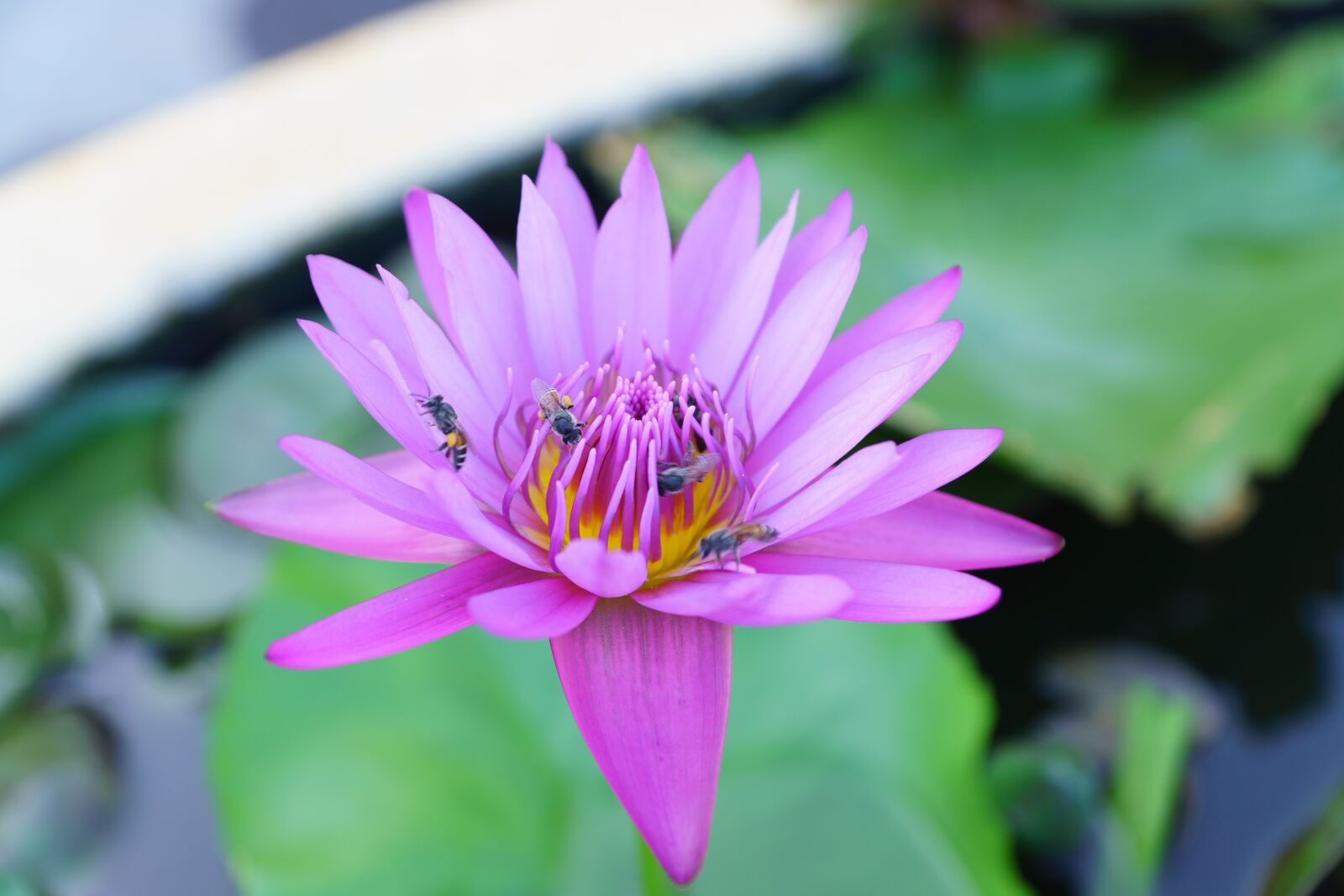 Sony ILCA-77M2 + Sony DT 16-50mm F2.8 SSM sample photo. Green, nature, scenery photography