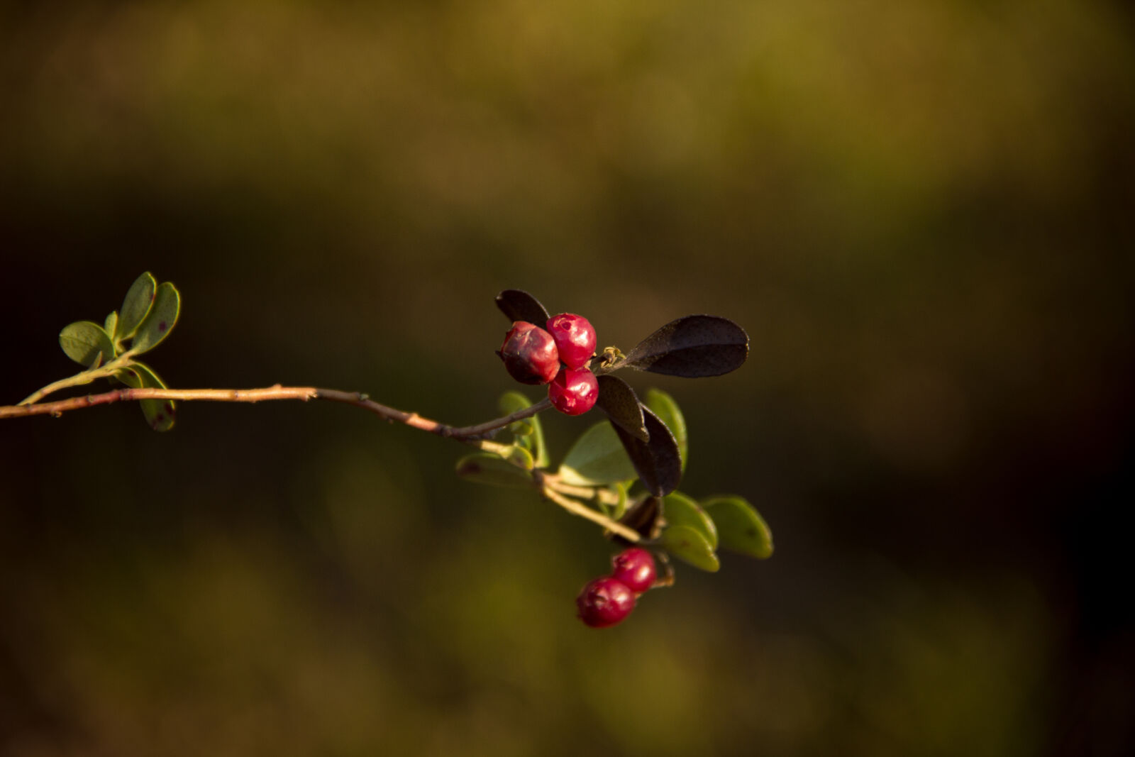 Canon EOS 600D (Rebel EOS T3i / EOS Kiss X5) sample photo. Blueberries, forest, nature photography