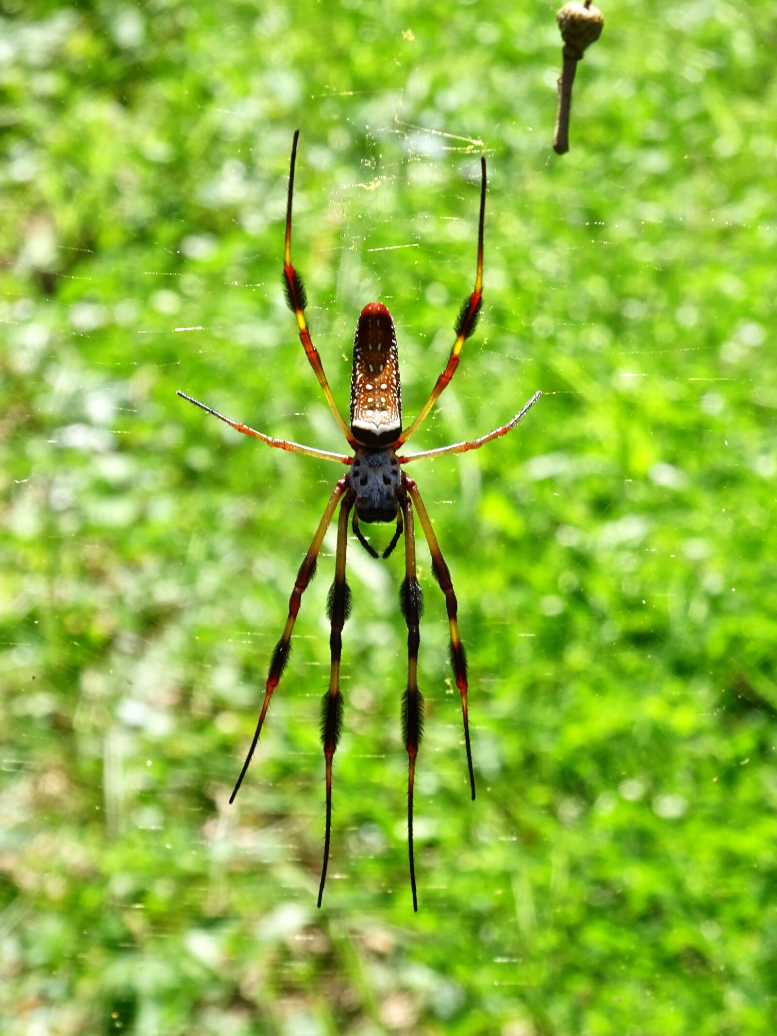 Sony Cyber-shot DSC-WX350 sample photo. Silk spider, silk, spider photography