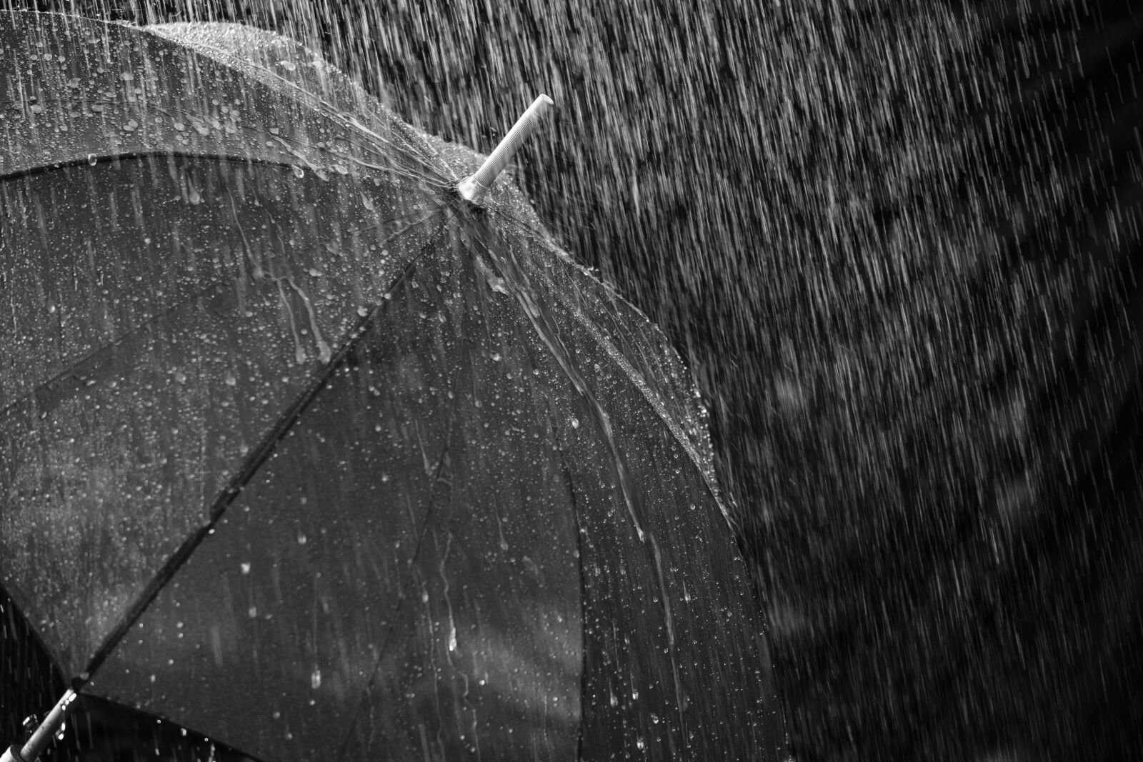 Fujifilm X-T2 + Fujifilm XF 80mm F2.8 R LM OIS WR Macro sample photo. Rain, umbrella, screen photography