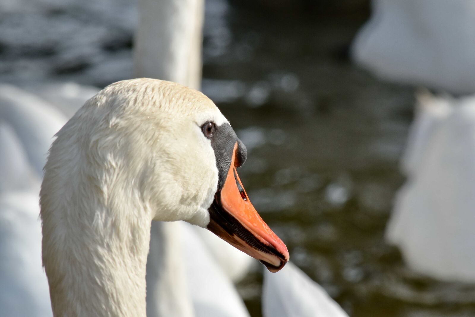 Nikon D5500 sample photo. Swan, aquatic bird, waterfowl photography