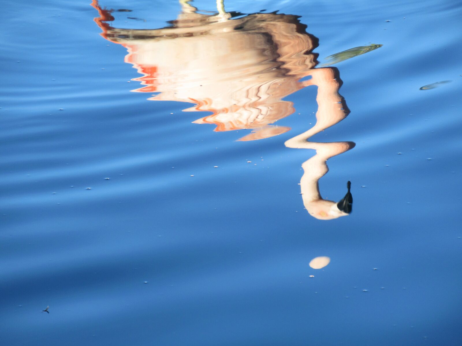 Canon PowerShot SX620 HS sample photo. Distorted, reflections, flamingo photography