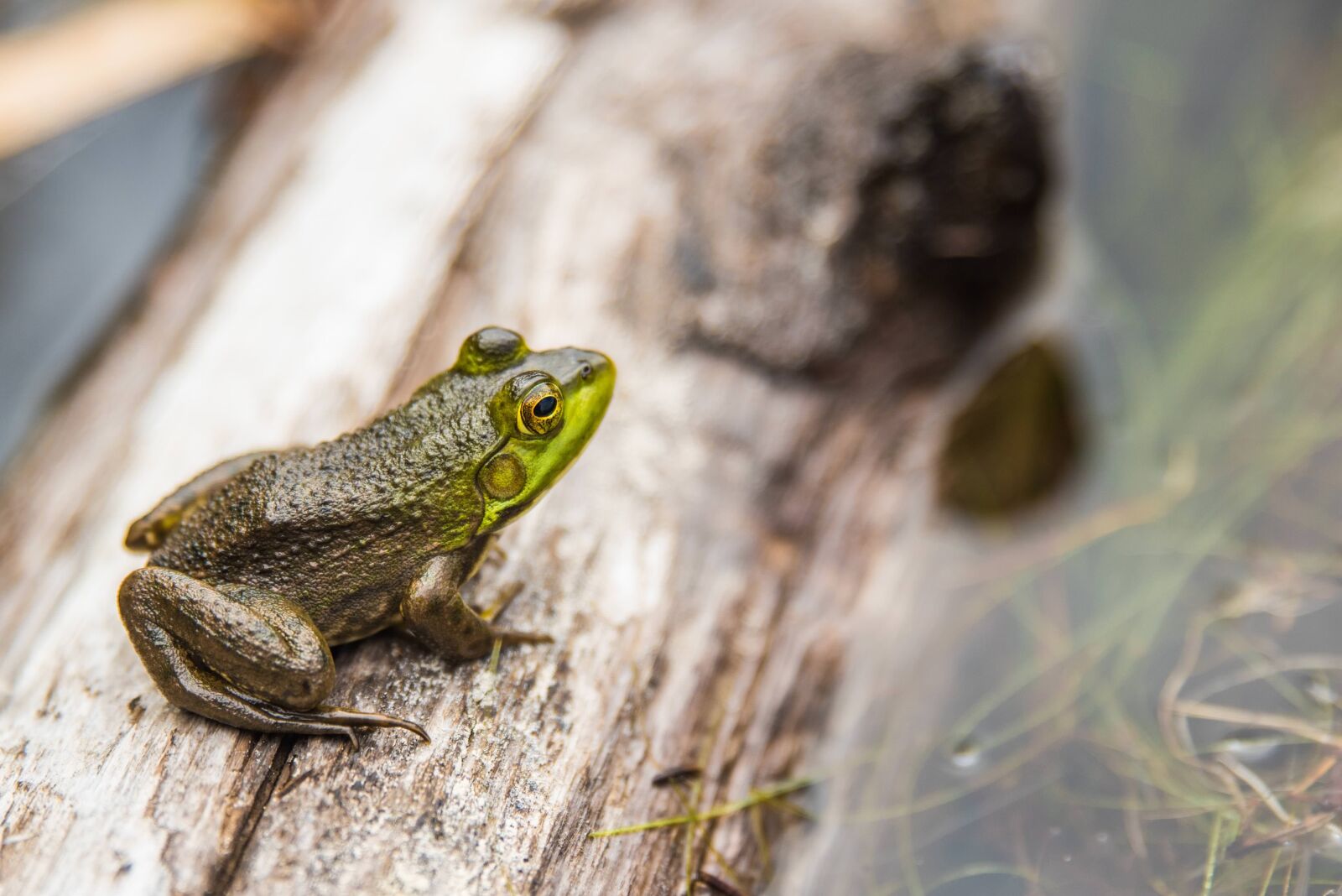 Nikon D750 sample photo. Amphibian, animal, close-up photography