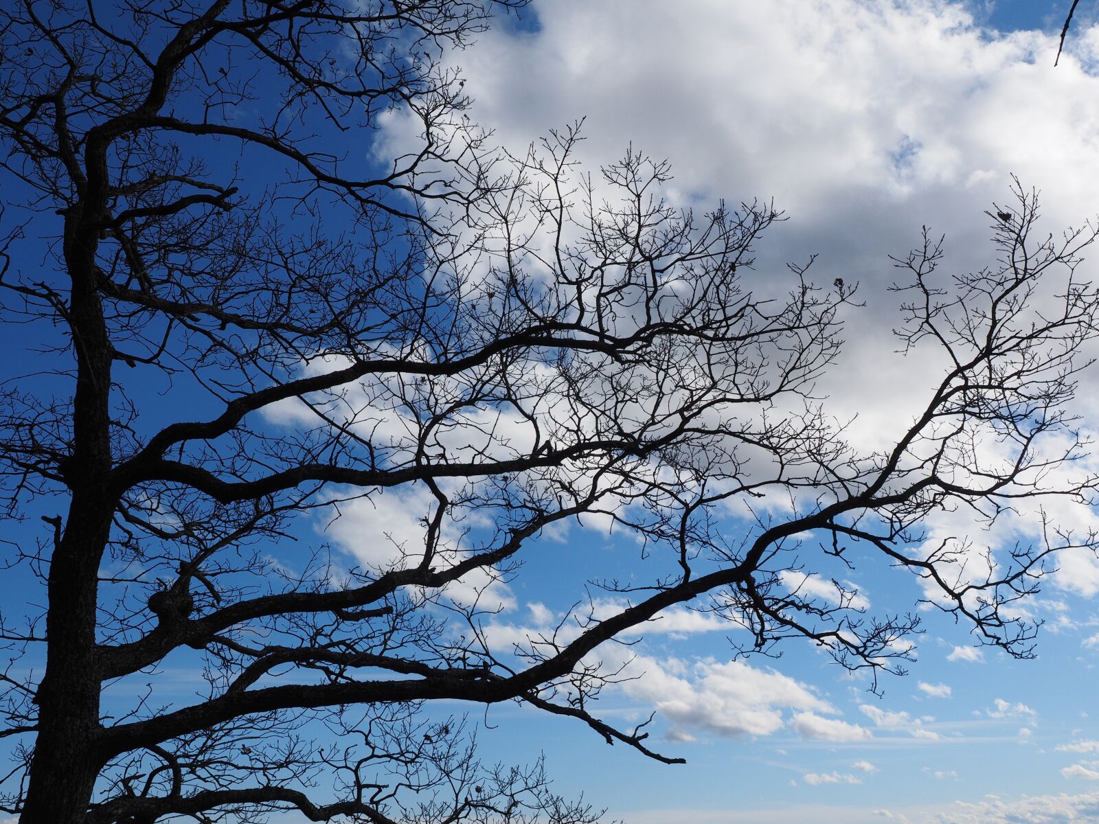 Olympus OM-D E-M1 + Olympus M.Zuiko Digital ED 12-40mm F2.8 Pro sample photo. Oak, tree, aesthetic photography