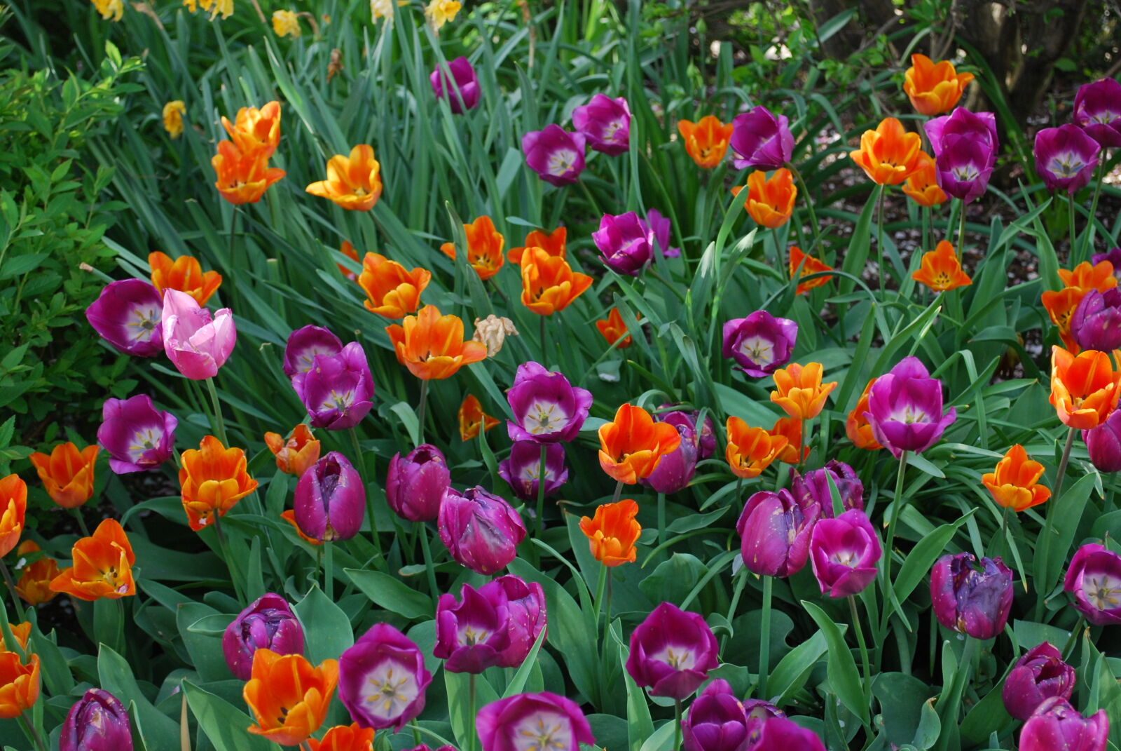 Nikon D80 sample photo. Multi, colored, tulips, blooming photography