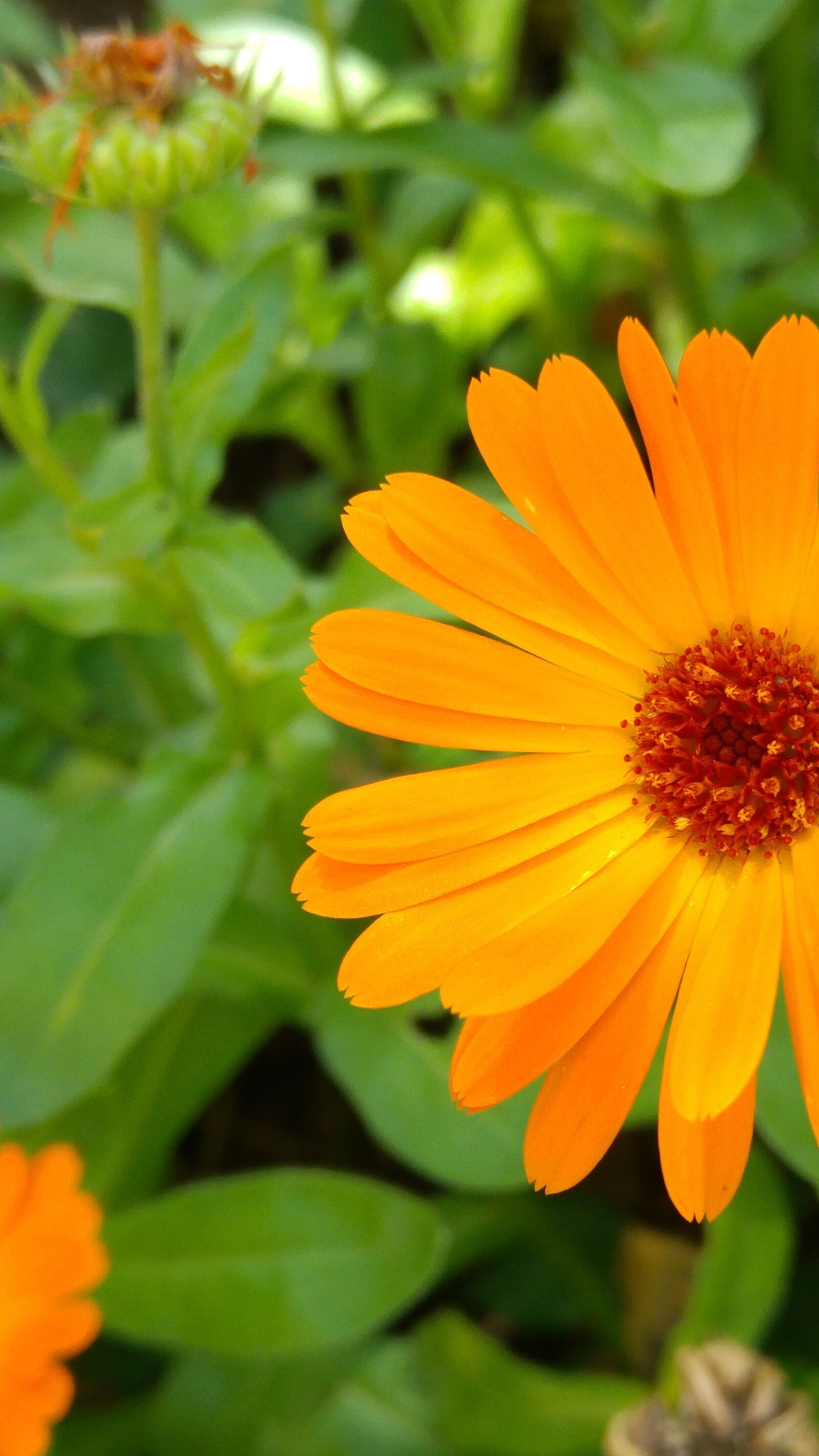 LG G4 sample photo. Calendula, medicinal herb, organic photography