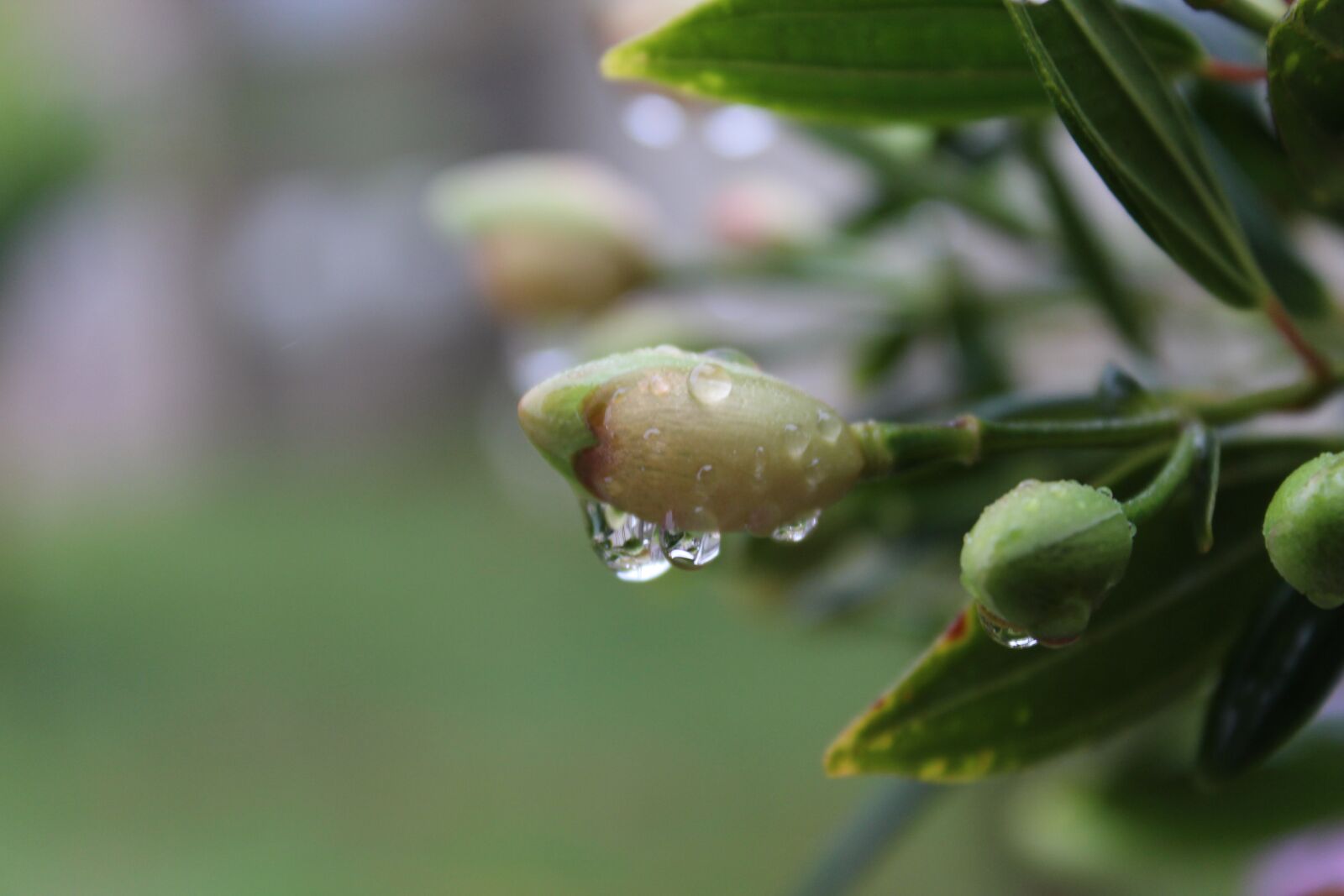 Canon EOS 1300D (EOS Rebel T6 / EOS Kiss X80) sample photo. Rain, gray, clouds photography