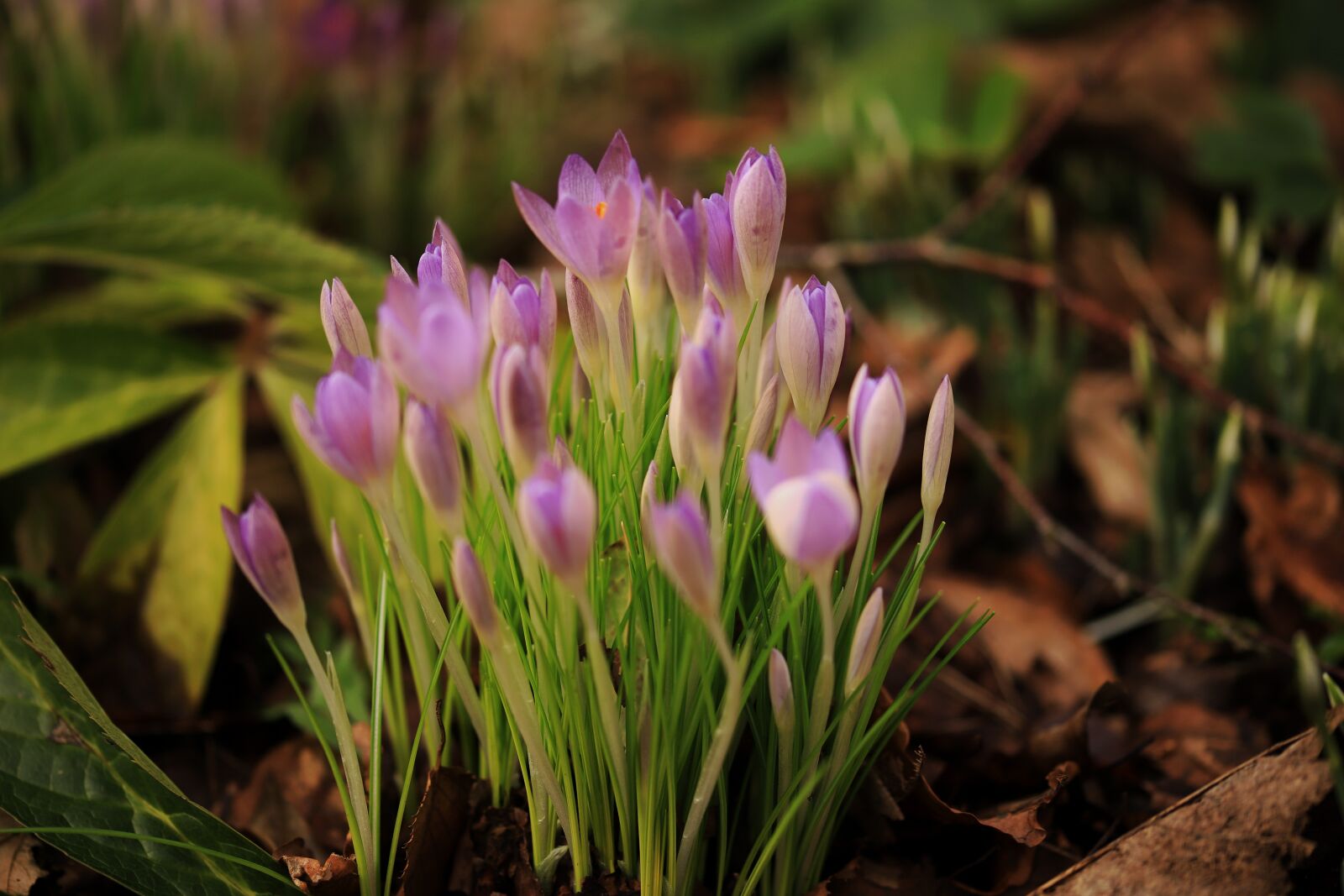 Canon EOS 6D Mark II sample photo. Flower, pink, tulips photography