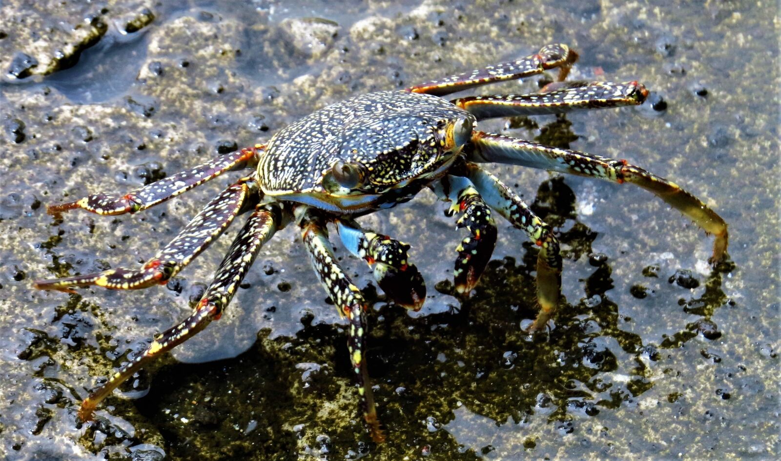Canon PowerShot SX50 HS sample photo. Crab, shellfish, animal photography