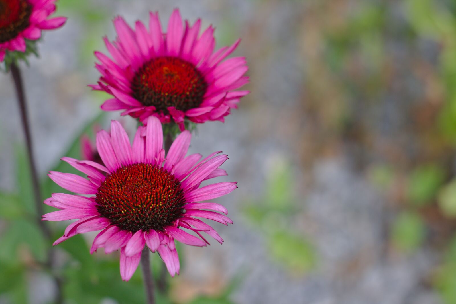 Canon EOS 750D (EOS Rebel T6i / EOS Kiss X8i) sample photo. Flower, red, pink photography